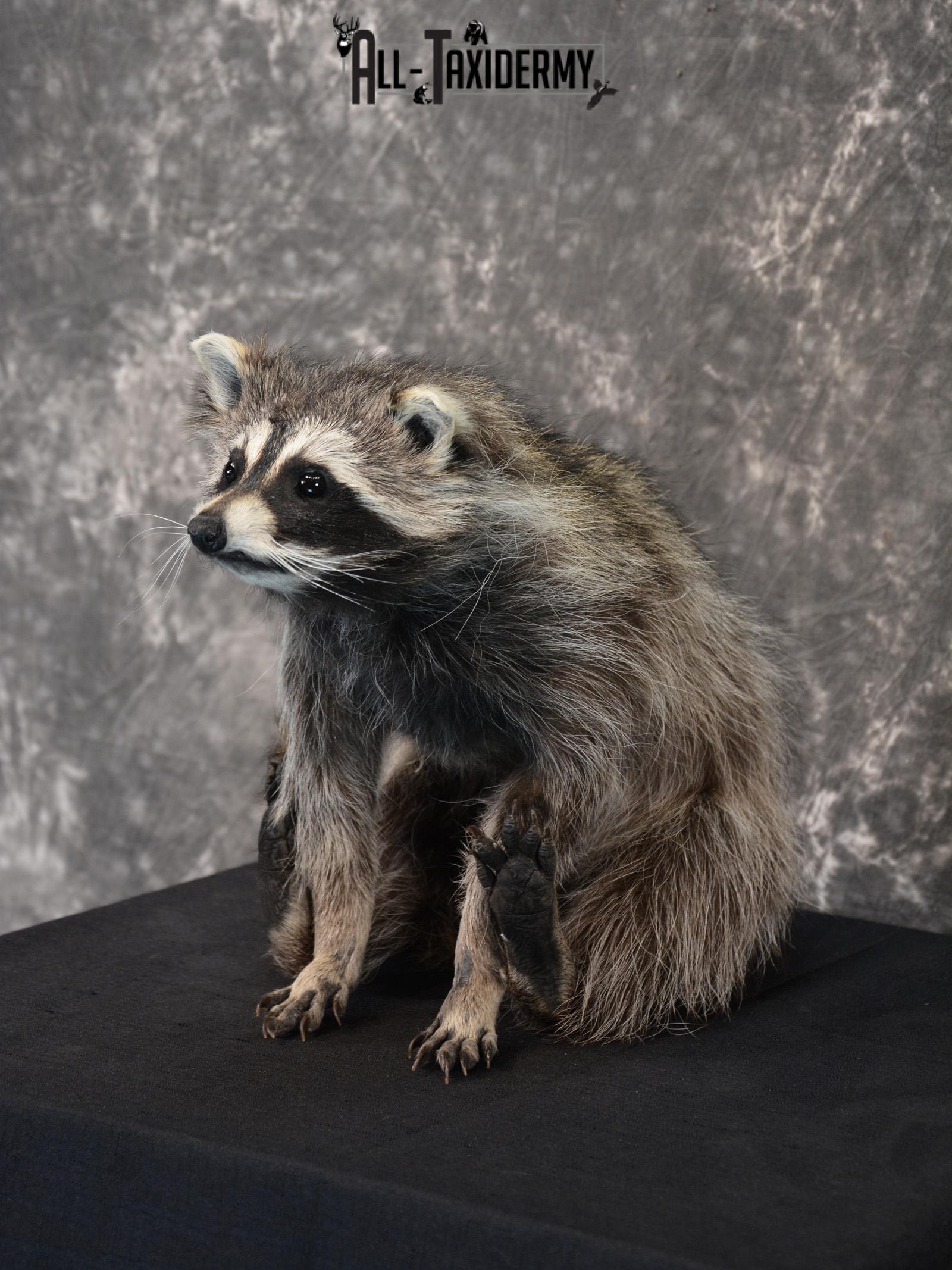 Raccoon Taxidermy Mount SKU 1402 - Image 5