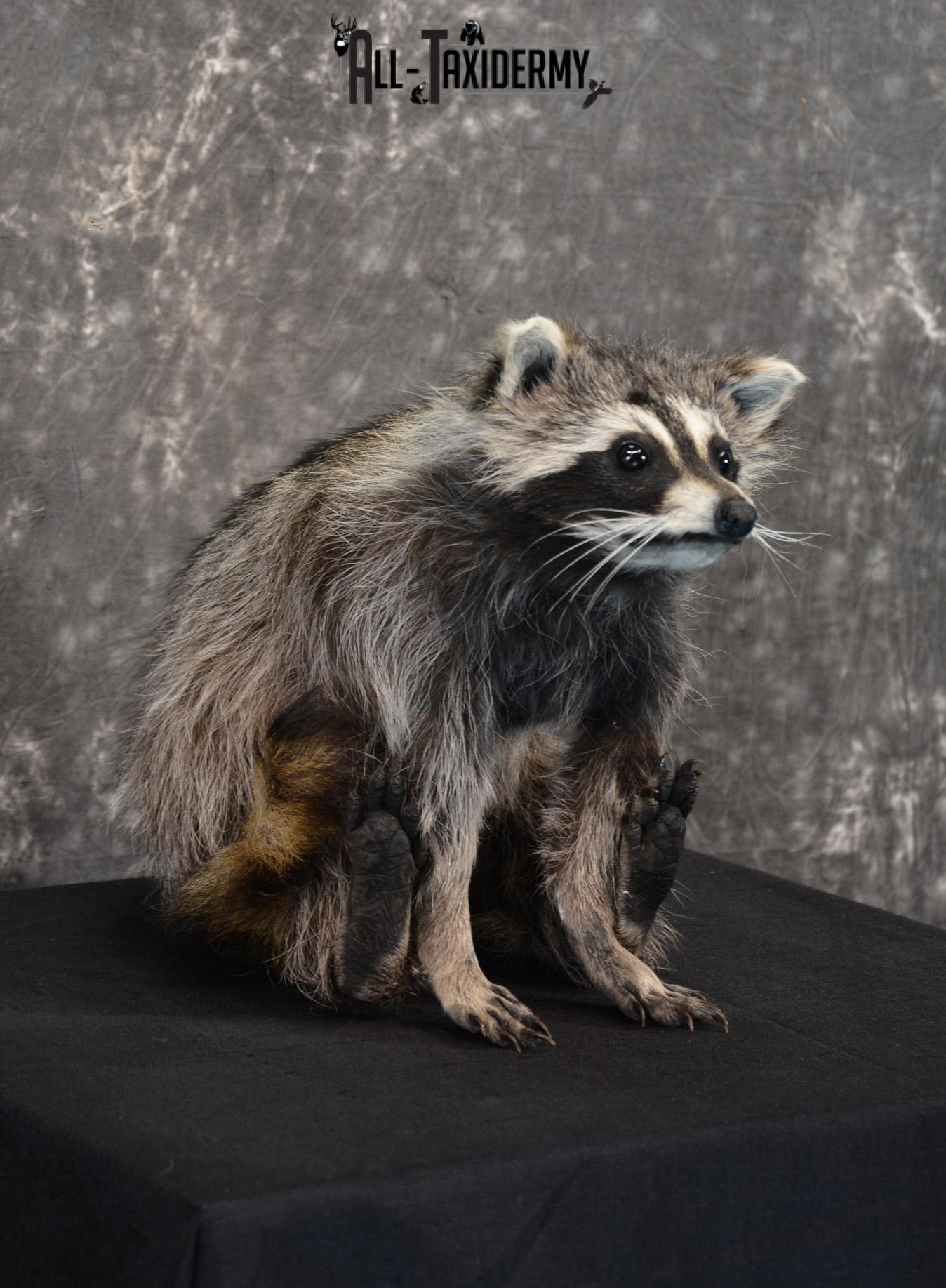 Raccoon Taxidermy Mount SKU 1402 All Taxidermy