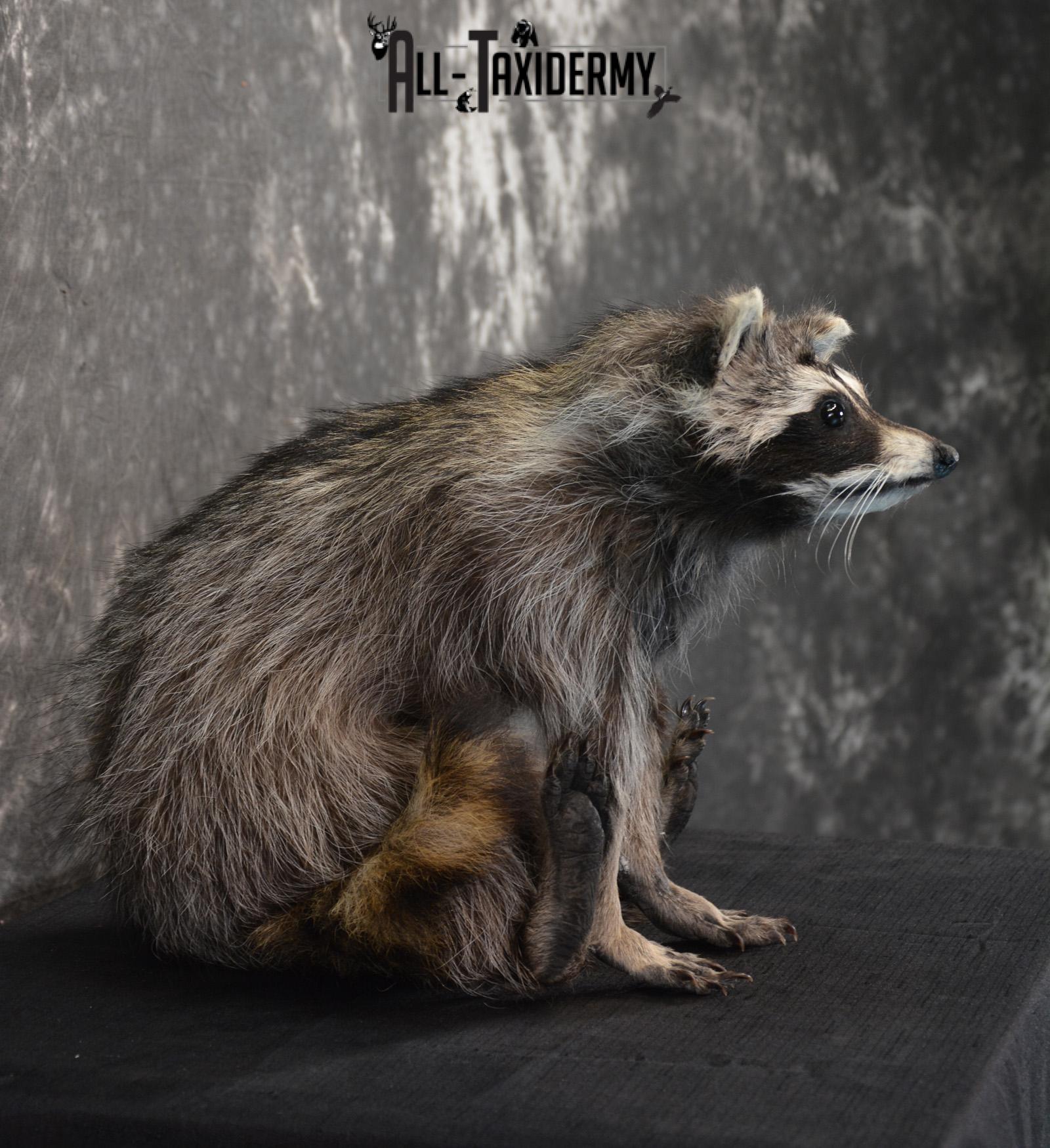Raccoon Taxidermy Mount SKU 1402 - Image 3