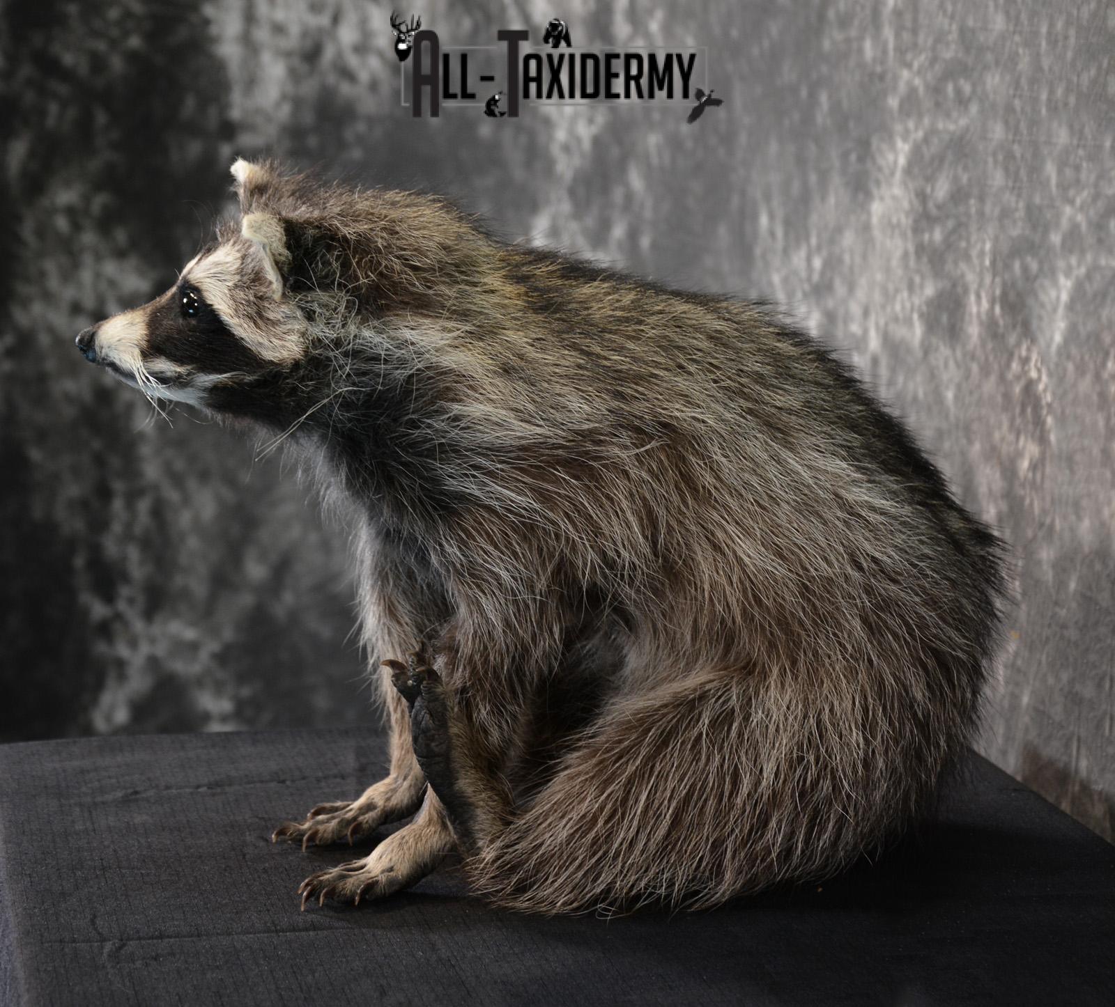 Raccoon Taxidermy Mount SKU 1402 - Image 2