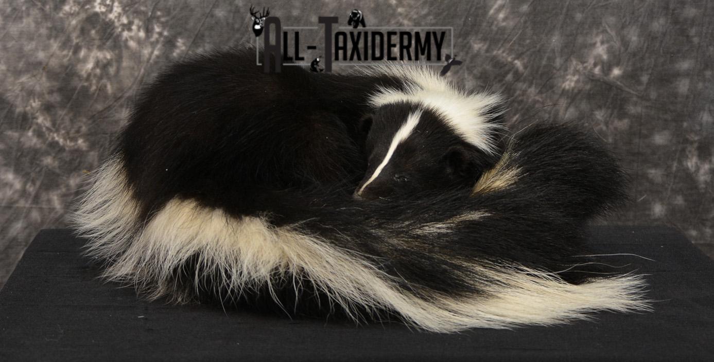 Skunk Taxidermy Mount SKU 1401 - Image 4
