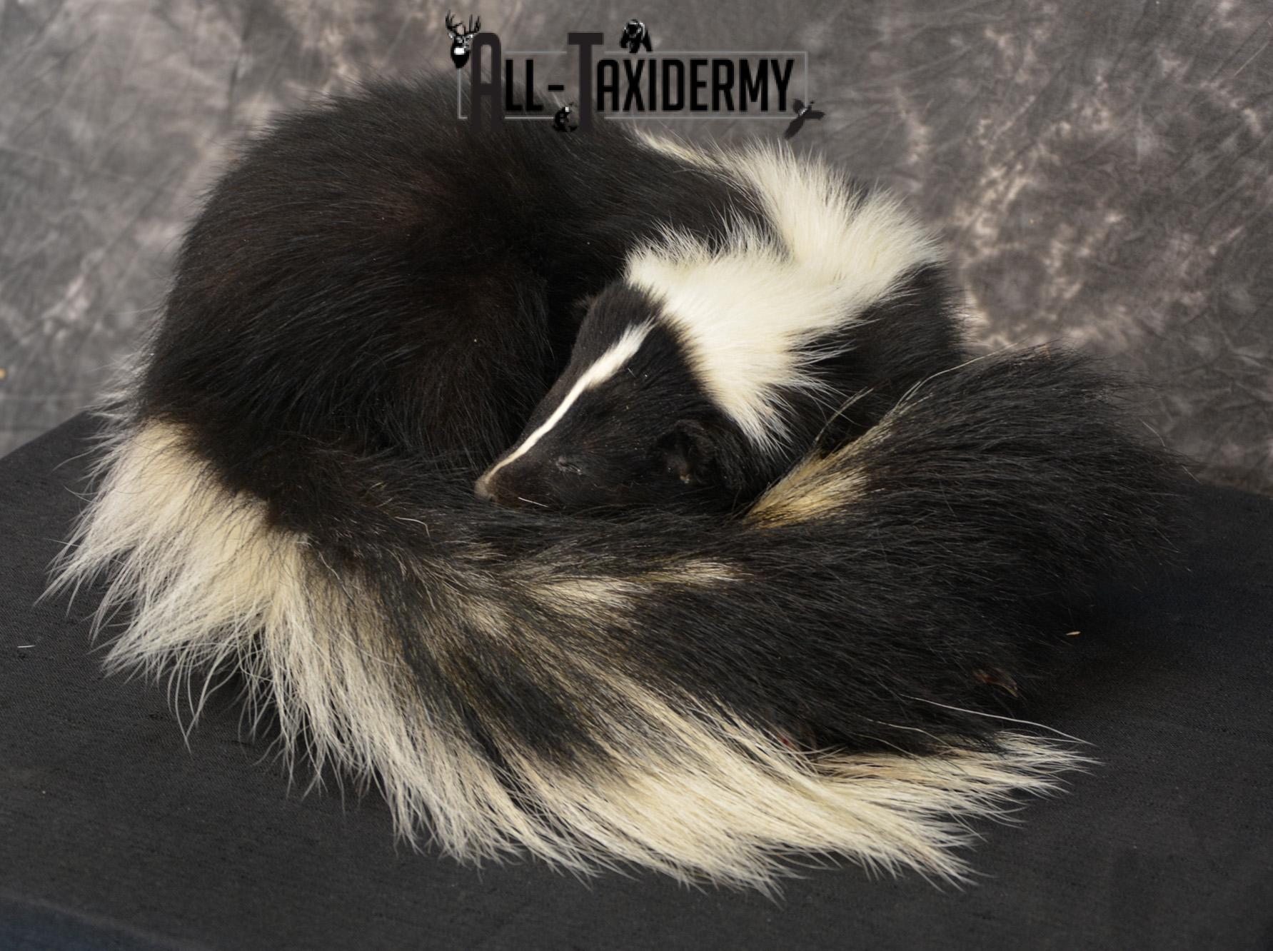 Skunk Taxidermy Mount SKU 1401 - Image 3