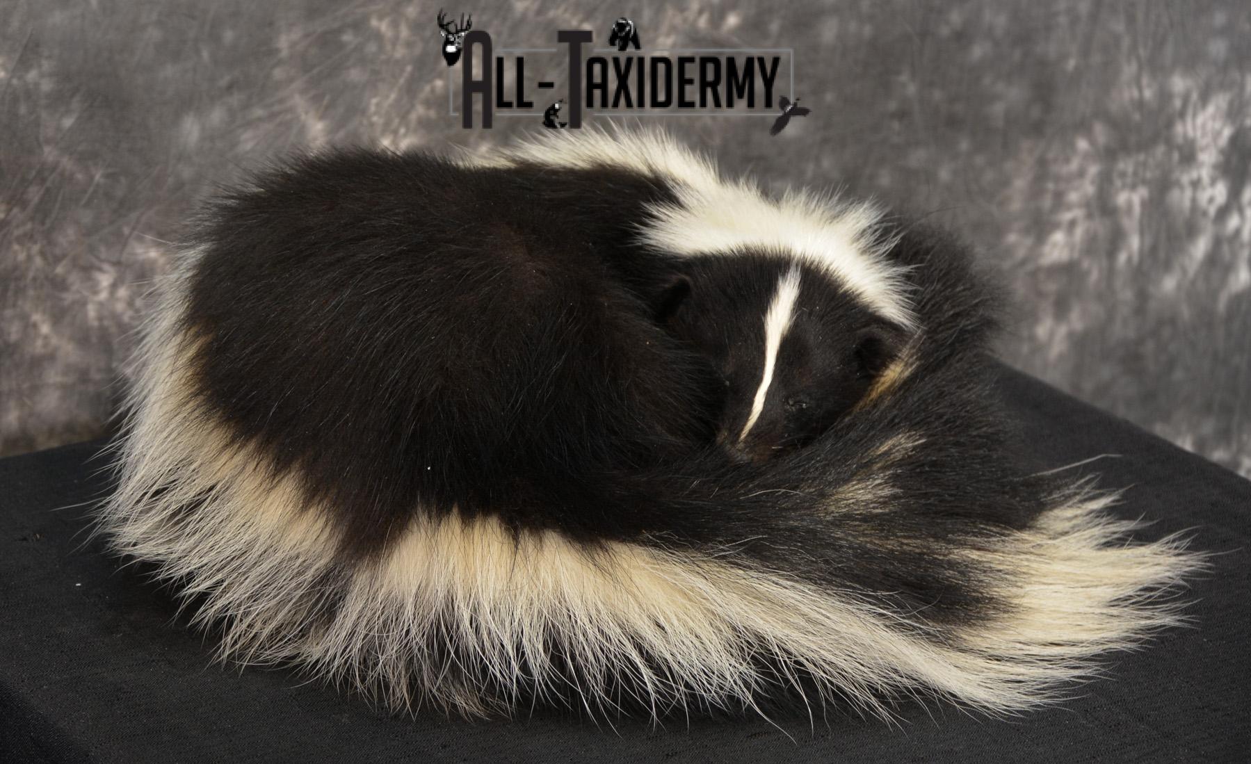 Skunk Taxidermy Mount SKU 1401