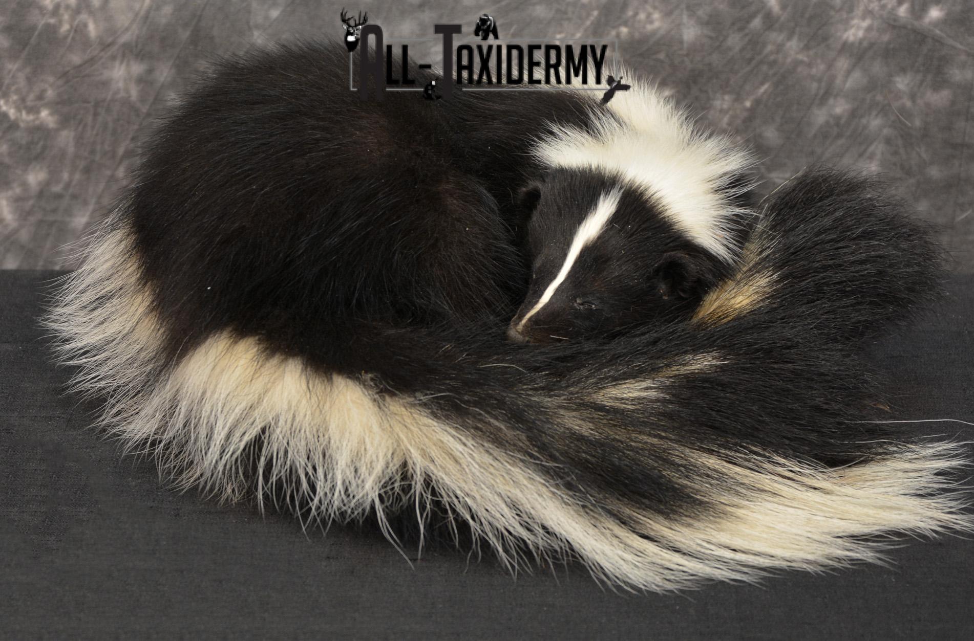 Skunk Taxidermy Mount SKU 1401 - Image 2