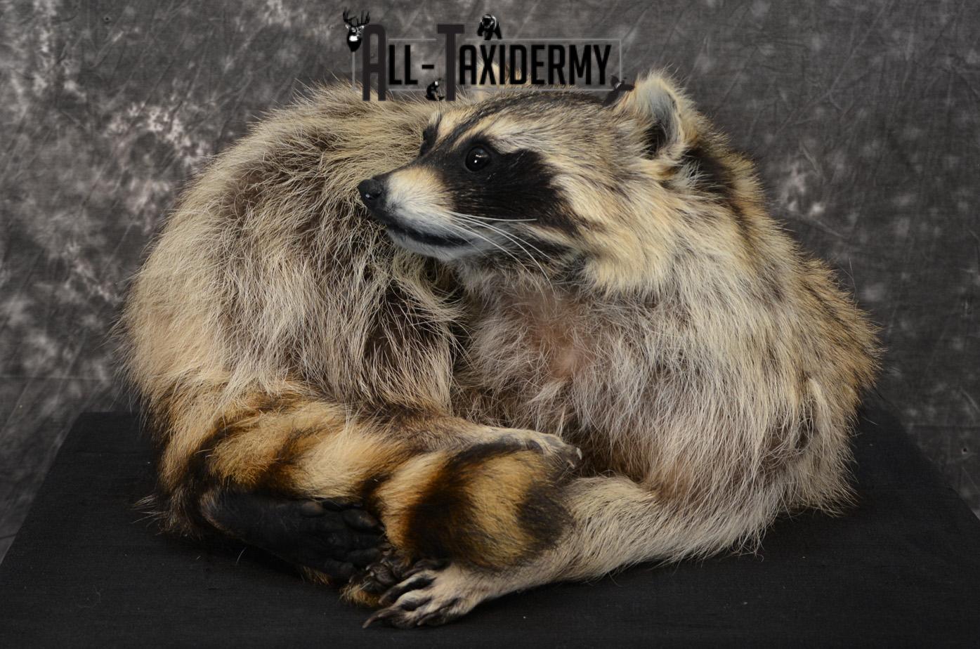 Raccoon Taxidermy Mount SKU 1400 - Image 5