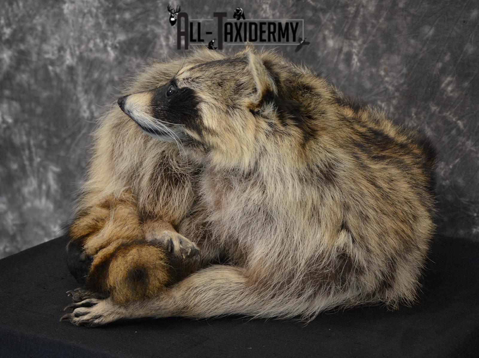 Raccoon Taxidermy Mount SKU 1400 - Image 4
