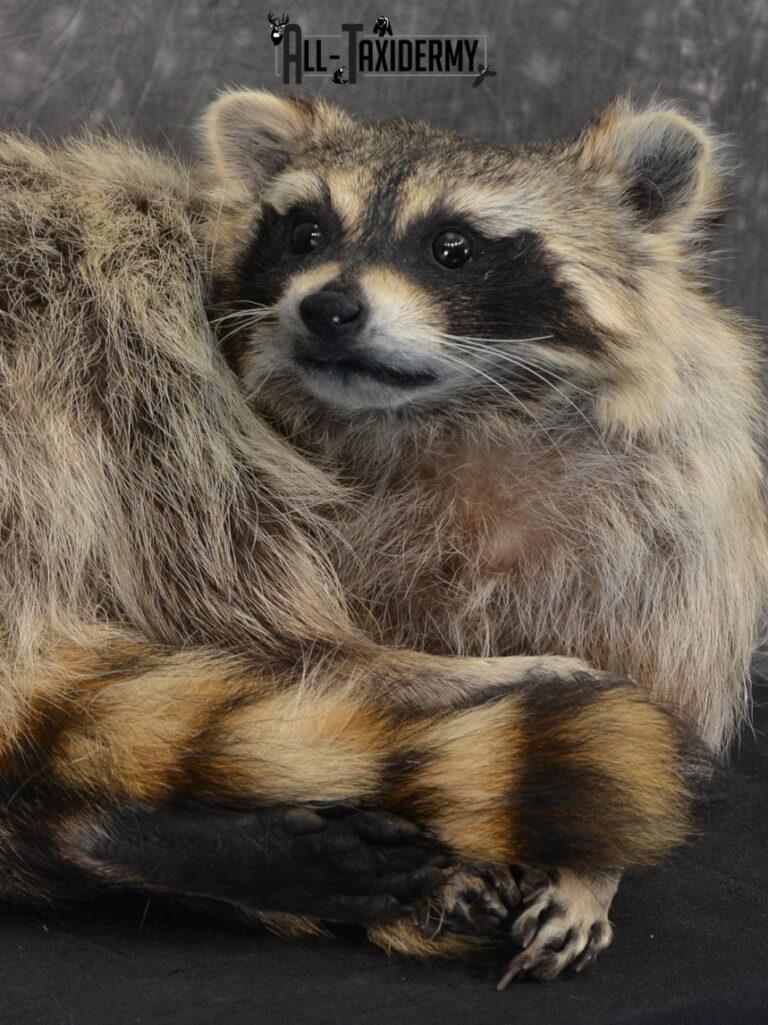 Raccoon Taxidermy Mount SKU 1400 - All Taxidermy