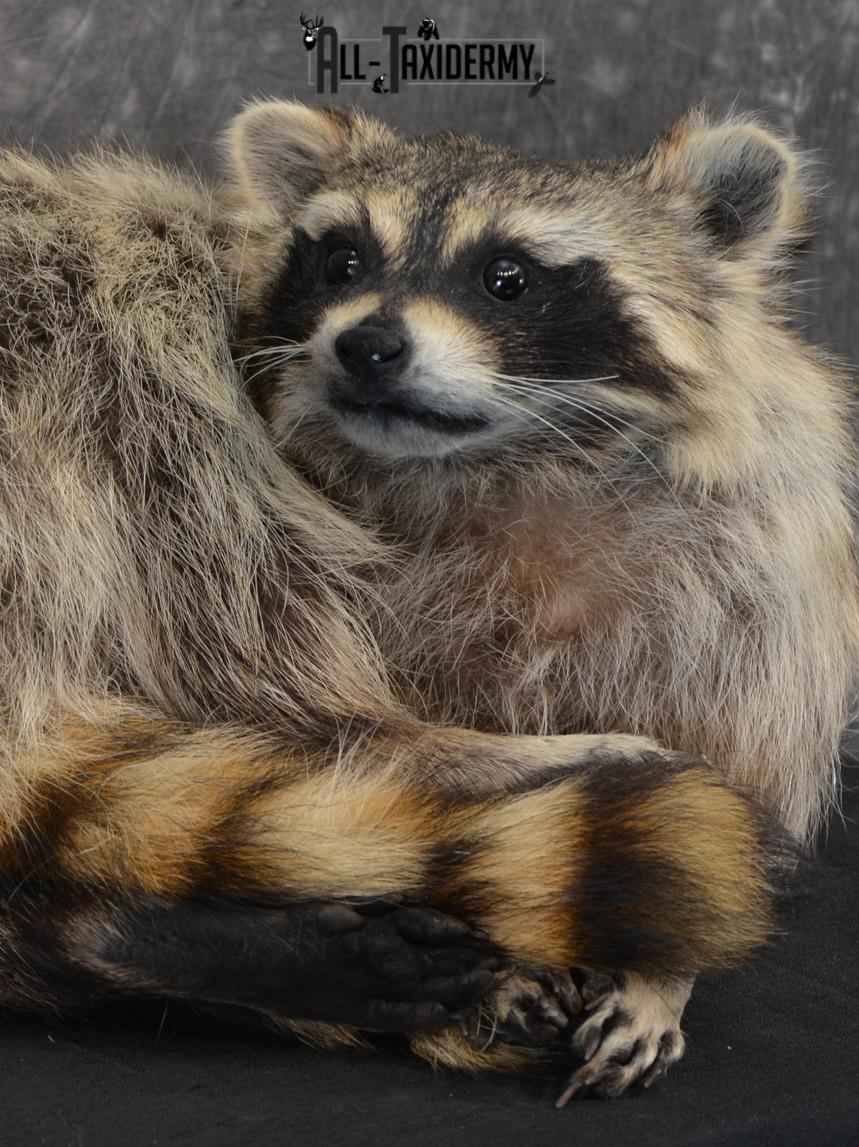 Raccoon Taxidermy Mount SKU 1400