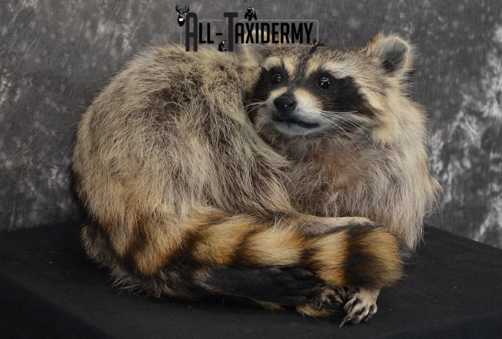 Raccoon Taxidermy Mount SKU 1400 - Image 6
