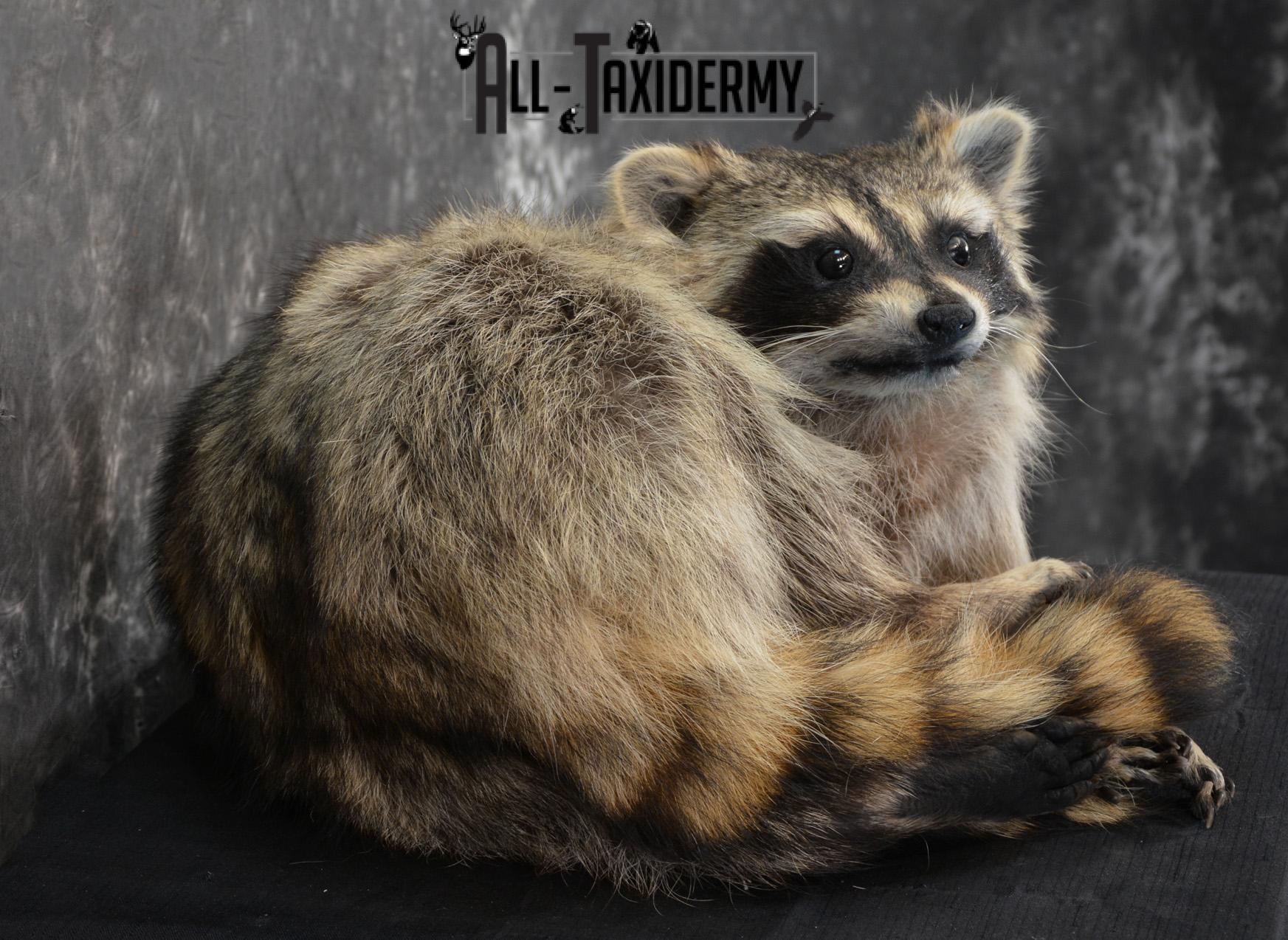 Raccoon Taxidermy Mount SKU 1400 - Image 3