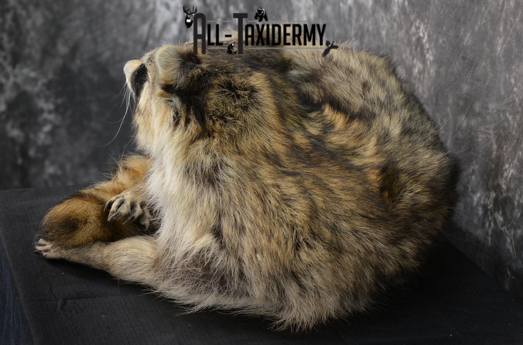 Raccoon Taxidermy Mount SKU 1400 - Image 2