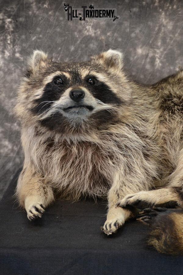 taxidermy raccoon for sale