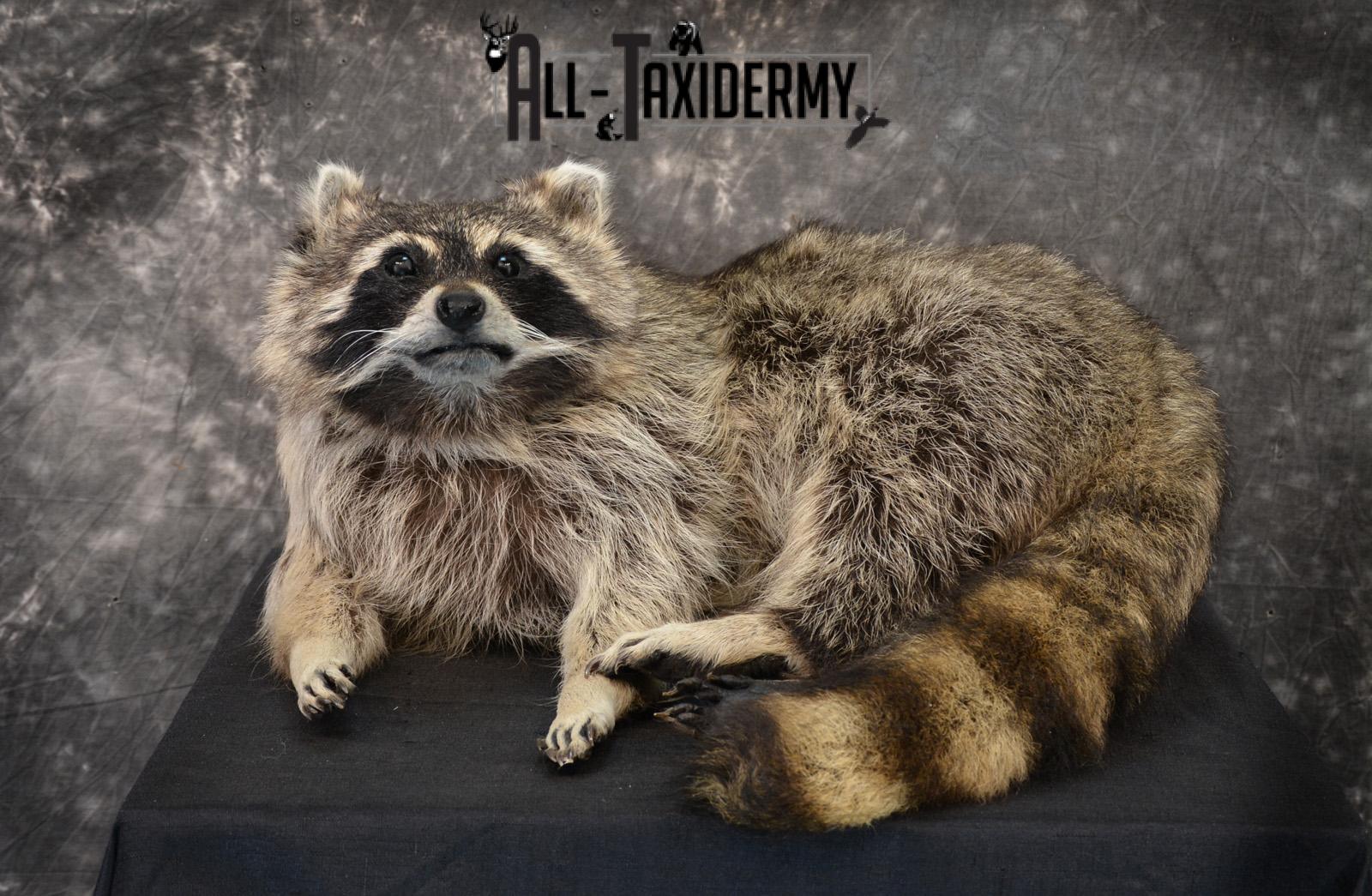 Raccoon in Fishing Creel Taxidermy Mount - SW10140