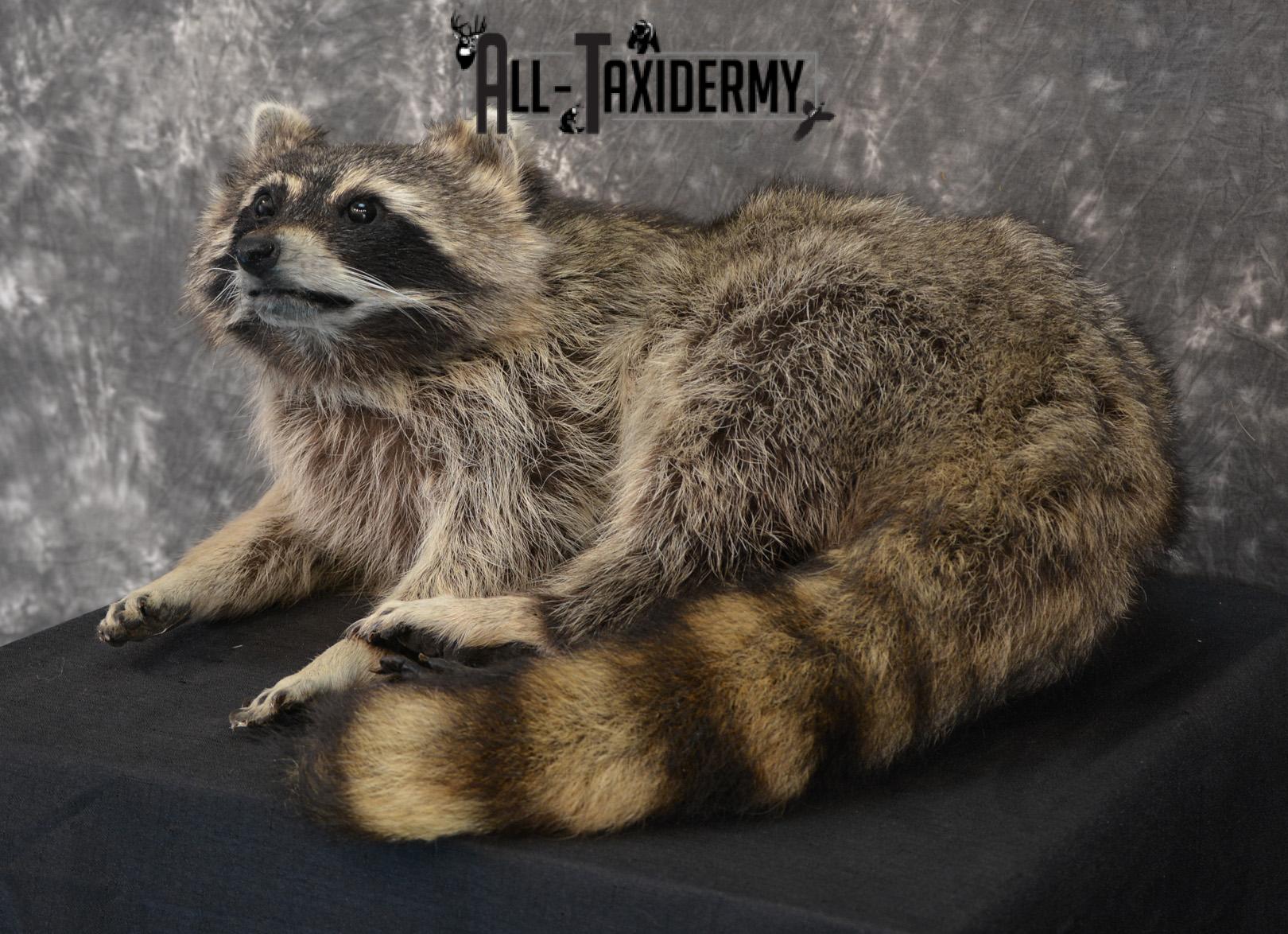 Raccoon Taxidermy Mount for Sale SKU 1399 - Image 5