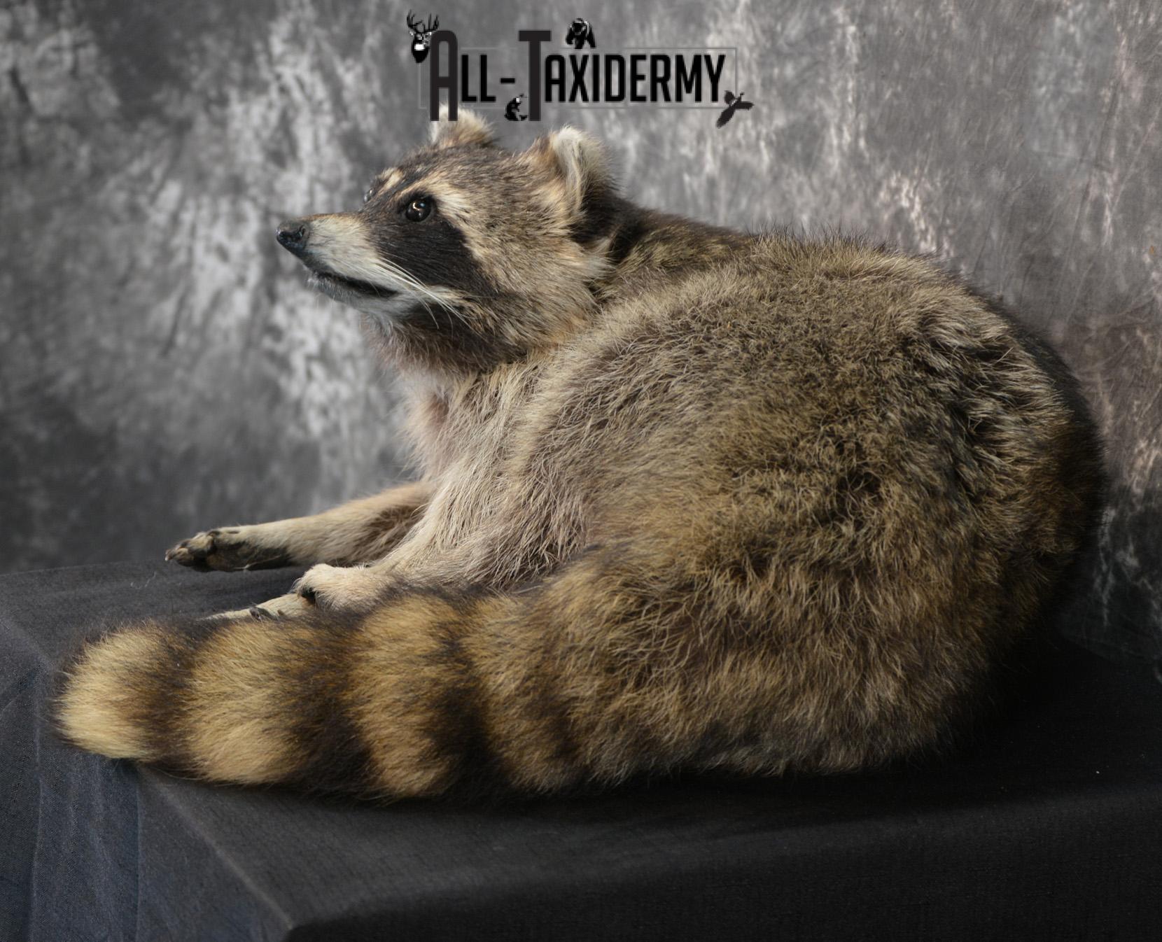 Raccoon Taxidermy Mount for Sale SKU 1399 - Image 4