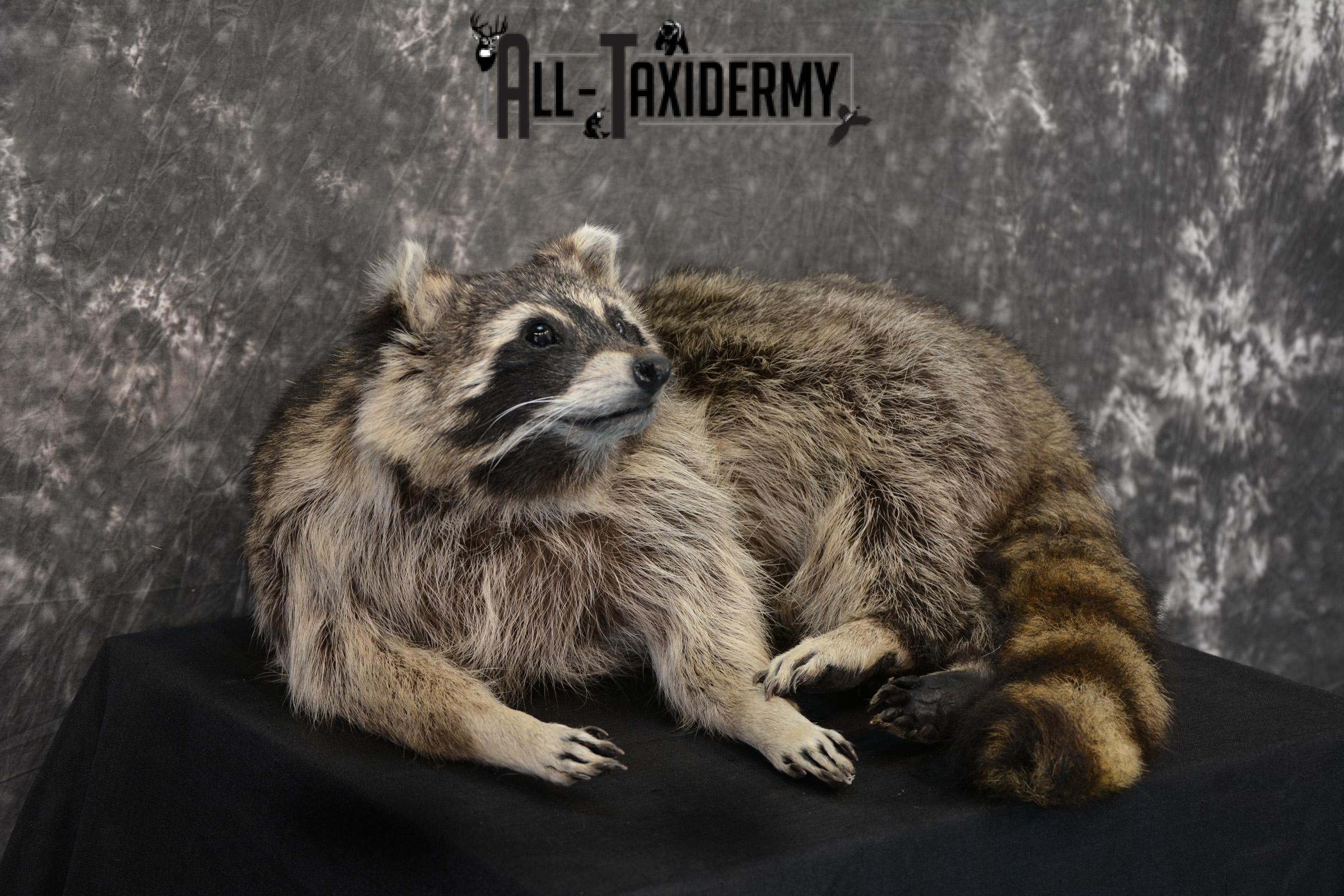 Raccoon Taxidermy Mount for Sale SKU 1399 - Image 3