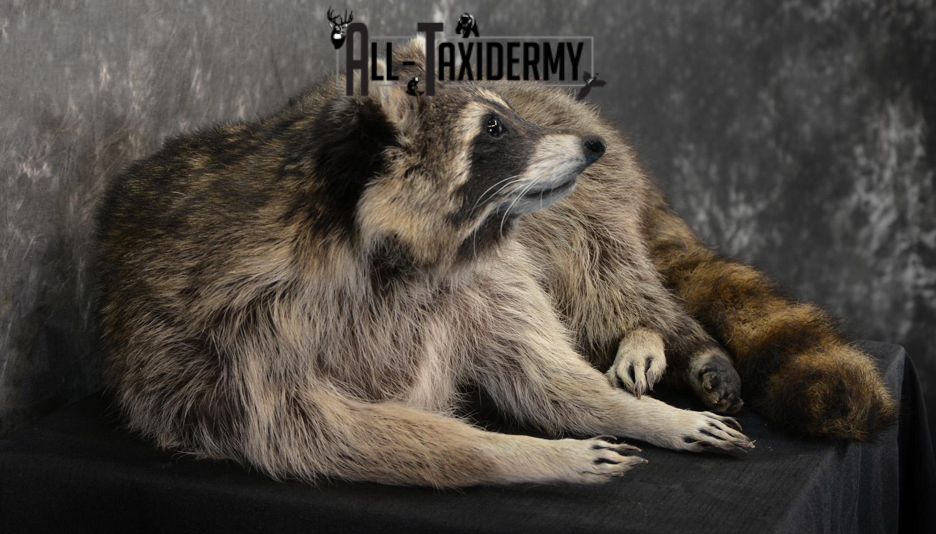 Raccoon Taxidermy Mount for Sale SKU 1399 - Image 2