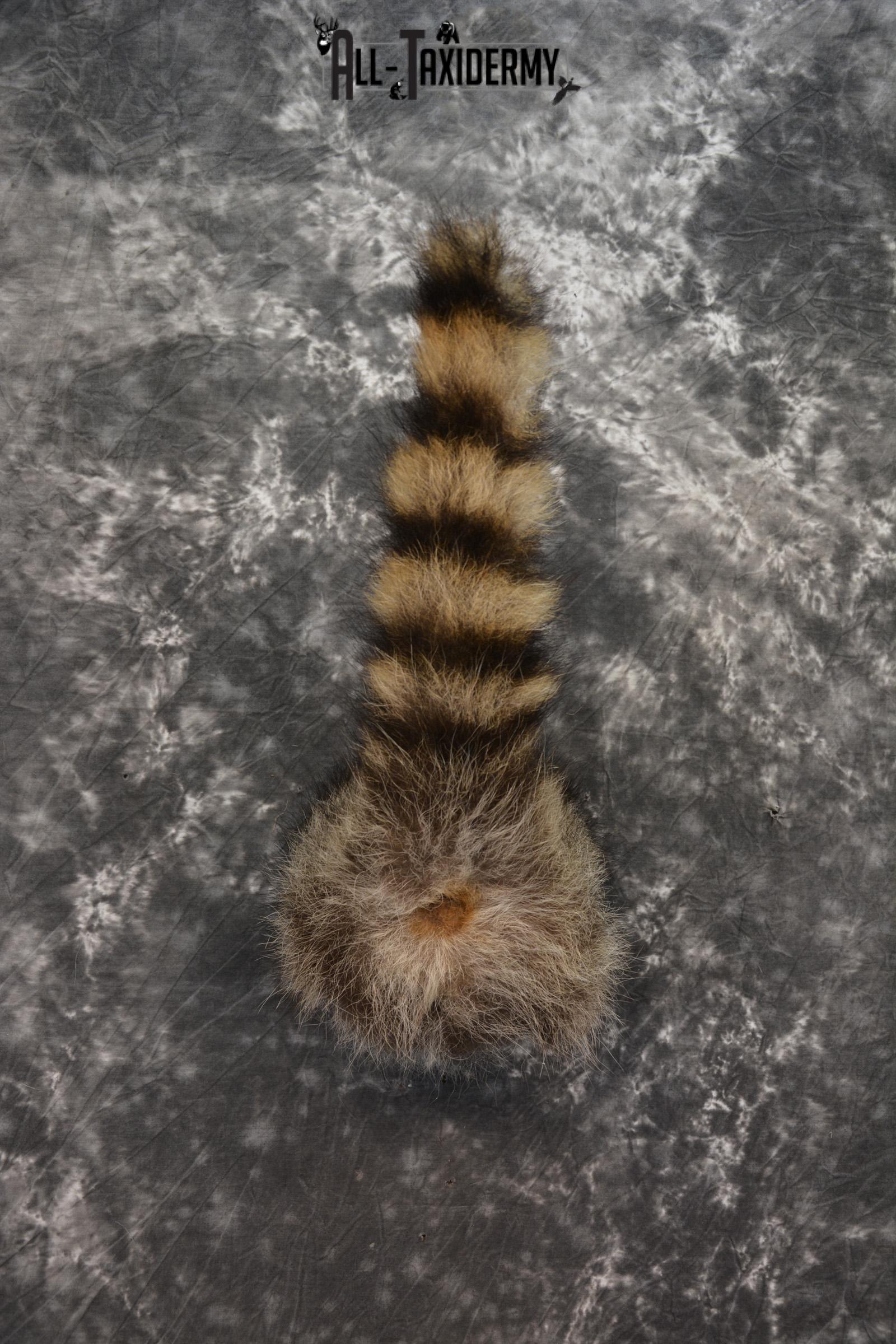 Raccoon Taxidermy Rear Rump Butt SKU 1398 - Image 5