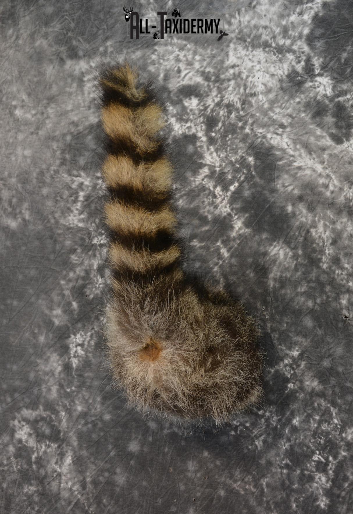 Raccoon Taxidermy Rear Rump Butt SKU 1398 - Image 4
