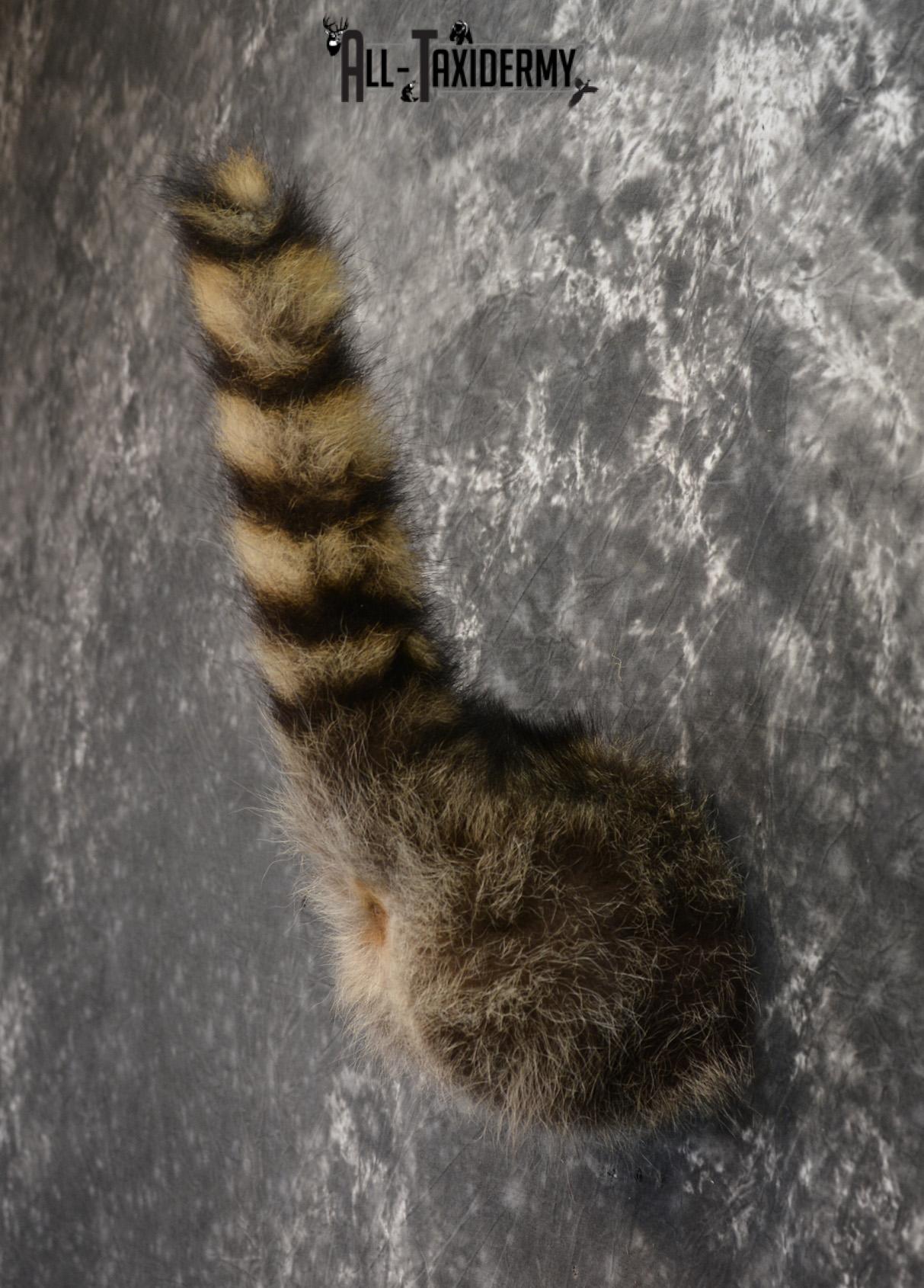 Raccoon Taxidermy Rear Rump Butt SKU 1398 - Image 3