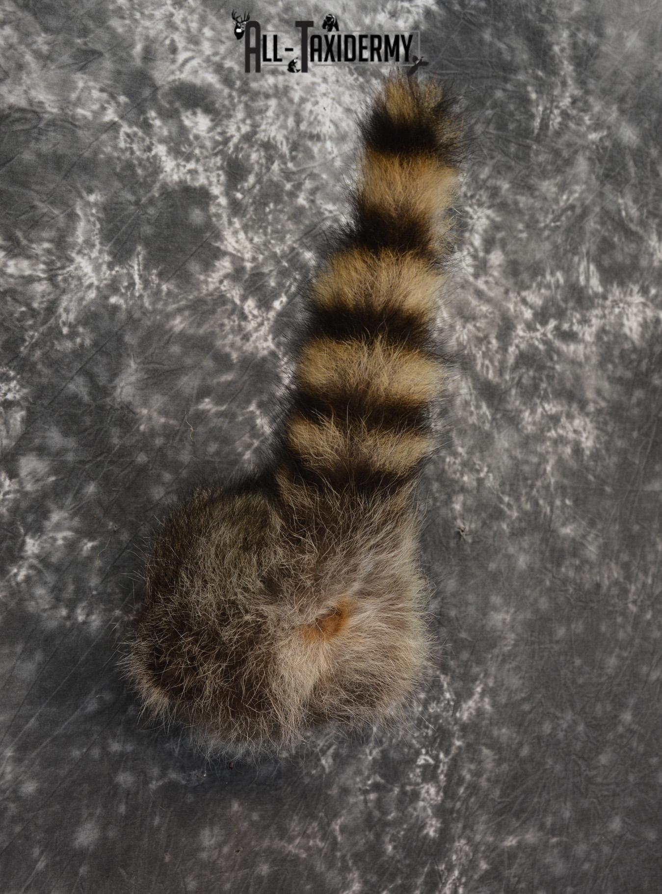Raccoon Taxidermy Rear Rump Butt SKU 1398 - Image 2