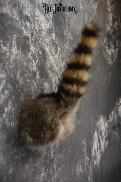 Raccoon Taxidermy Rear Rump Butt SKU 1398