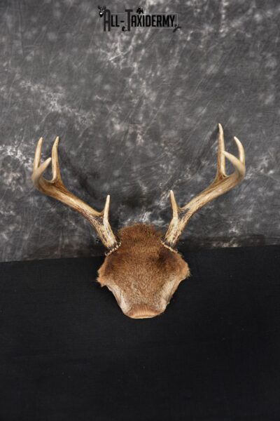 Whitetail Deer 8 point Taxidermy skull cap with hair SKU 1441