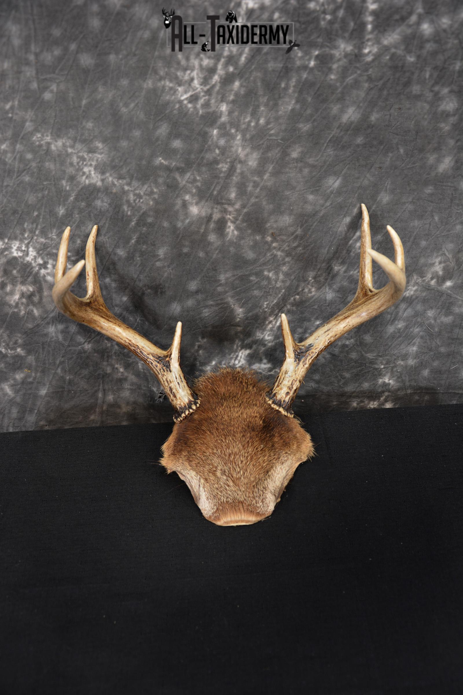 Whitetail Deer 8 point Taxidermy skull cap with hair SKU 1441