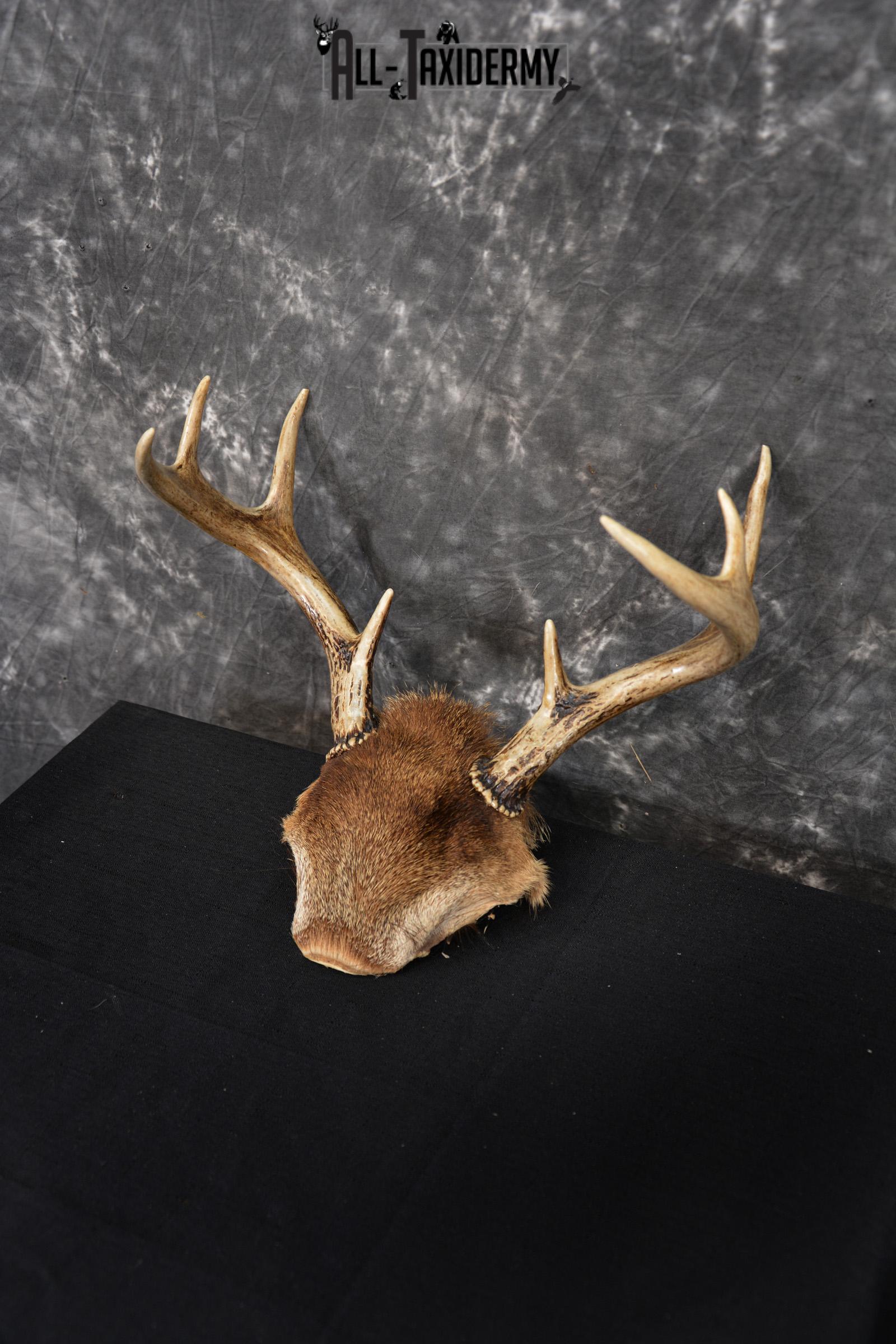 Whitetail Deer 8 point Taxidermy skull cap with hair SKU 1441 - Image 5