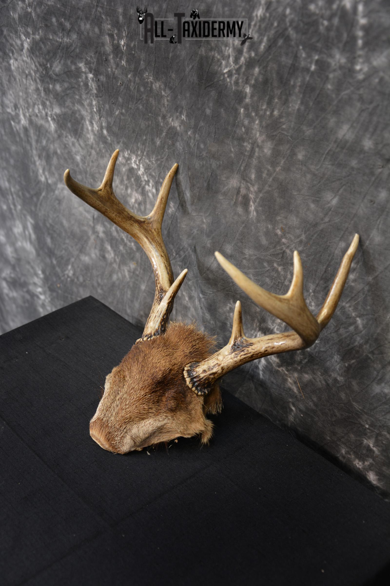 Whitetail Deer 8 point Taxidermy skull cap with hair SKU 1441 - Image 4