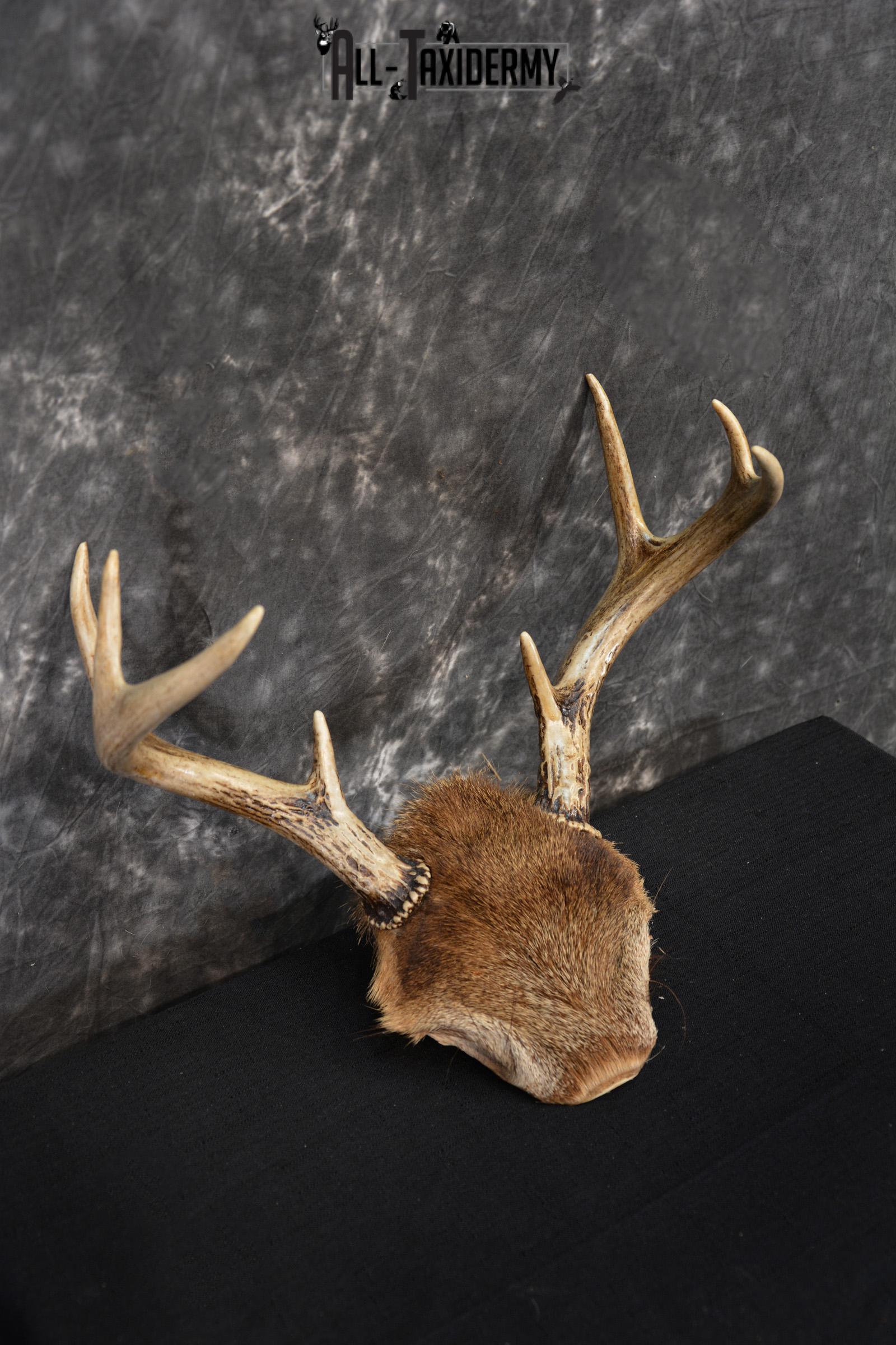 Whitetail Deer 8 point Taxidermy skull cap with hair SKU 1441 - Image 3
