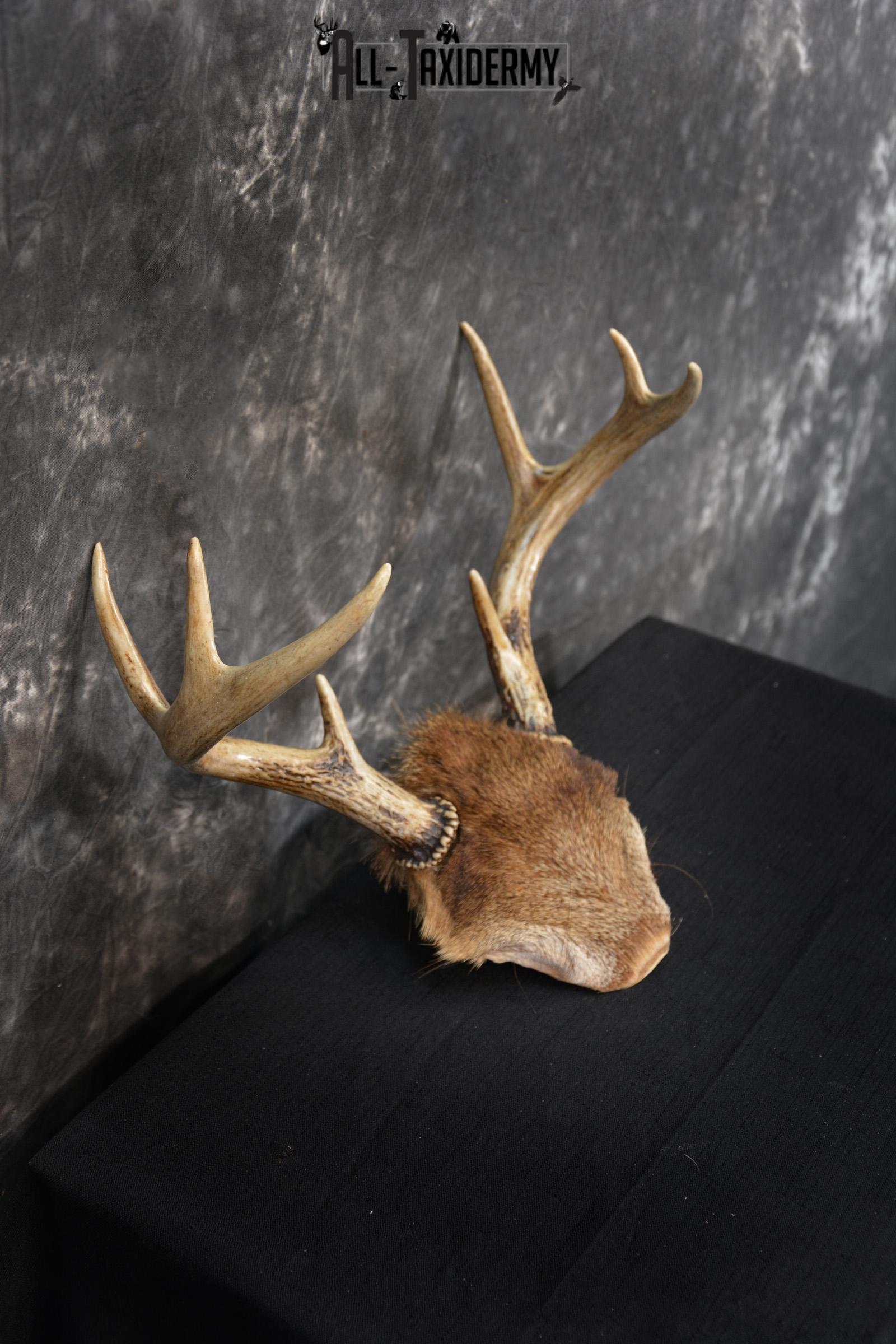 Whitetail Deer 8 point Taxidermy skull cap with hair SKU 1441 - Image 2