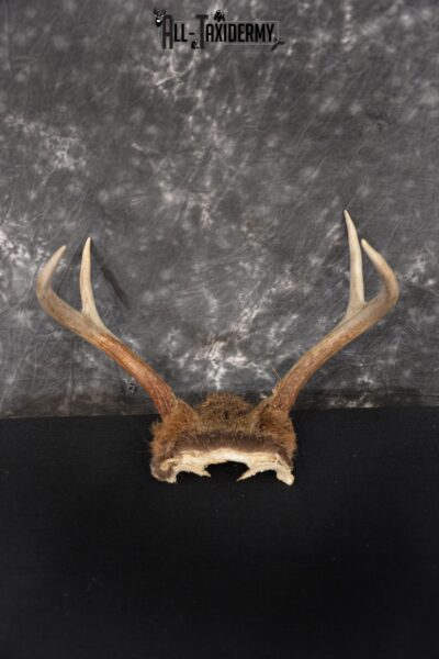 Whitetail Deer Skull Cap, Antler Mount Taxidermy with Hair SKU 1442