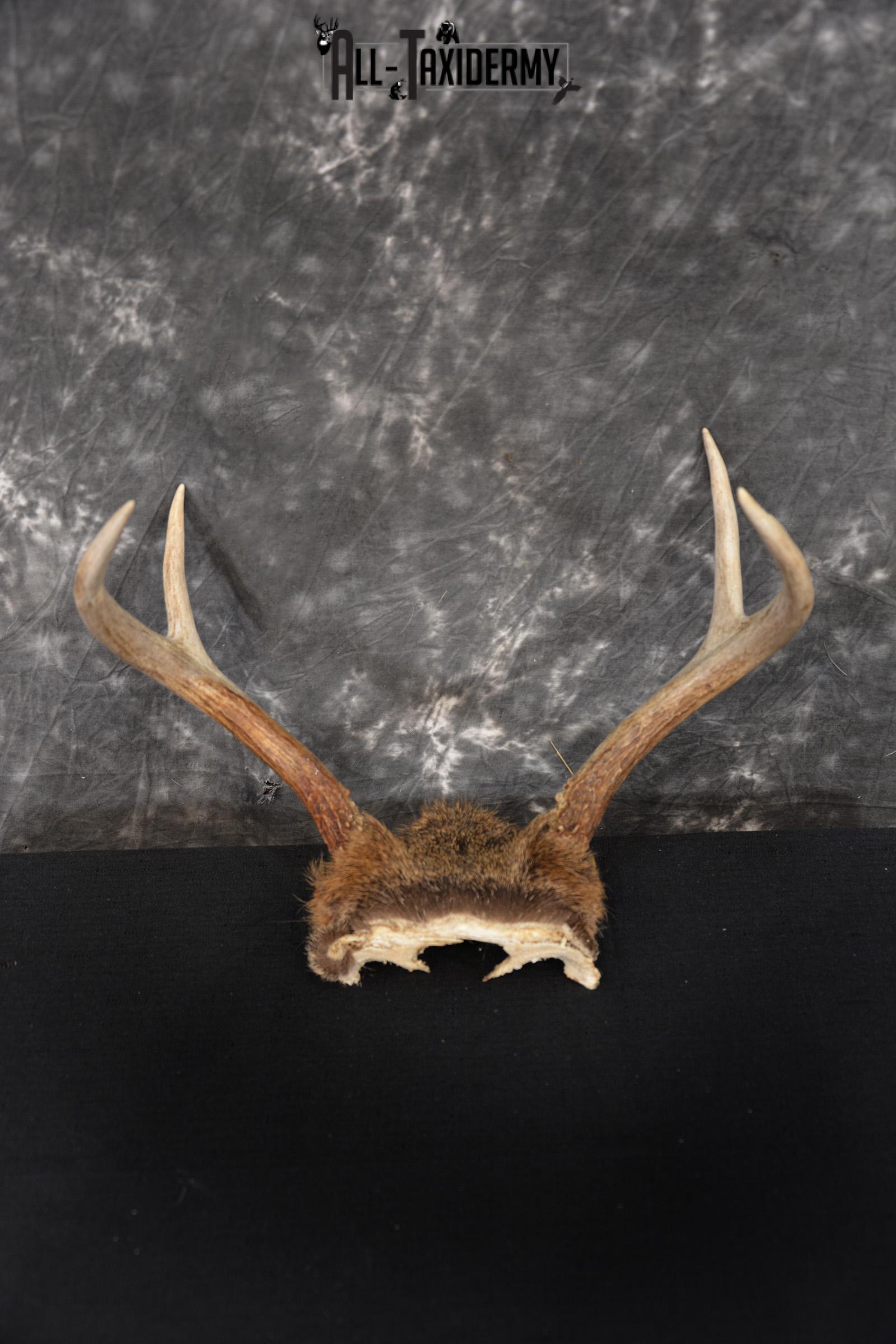 Whitetail Deer Skull Cap, Antler Mount Taxidermy with Hair SKU 1442