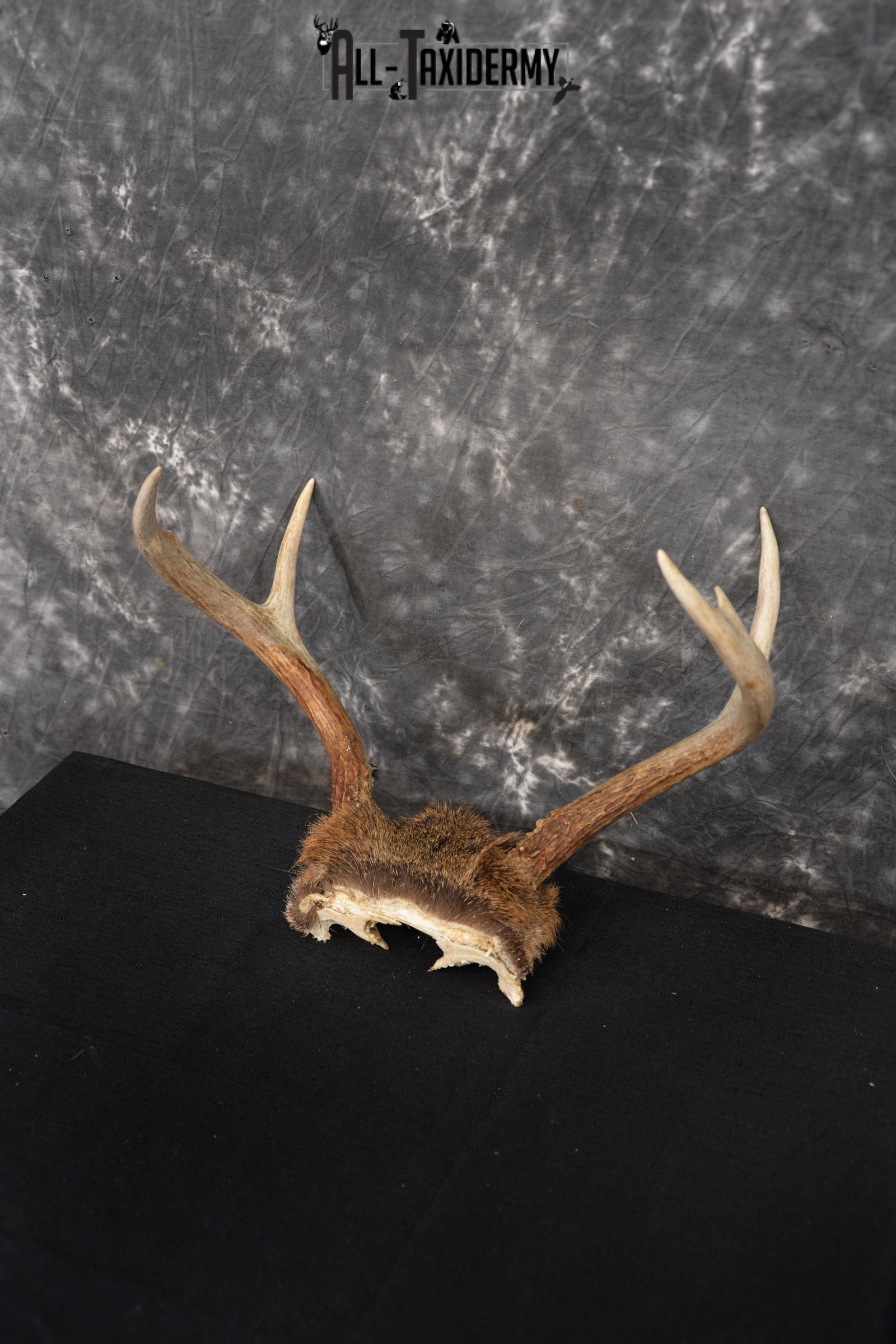 Whitetail Deer Skull Cap, Antler Mount Taxidermy with Hair SKU 1442 - Image 5
