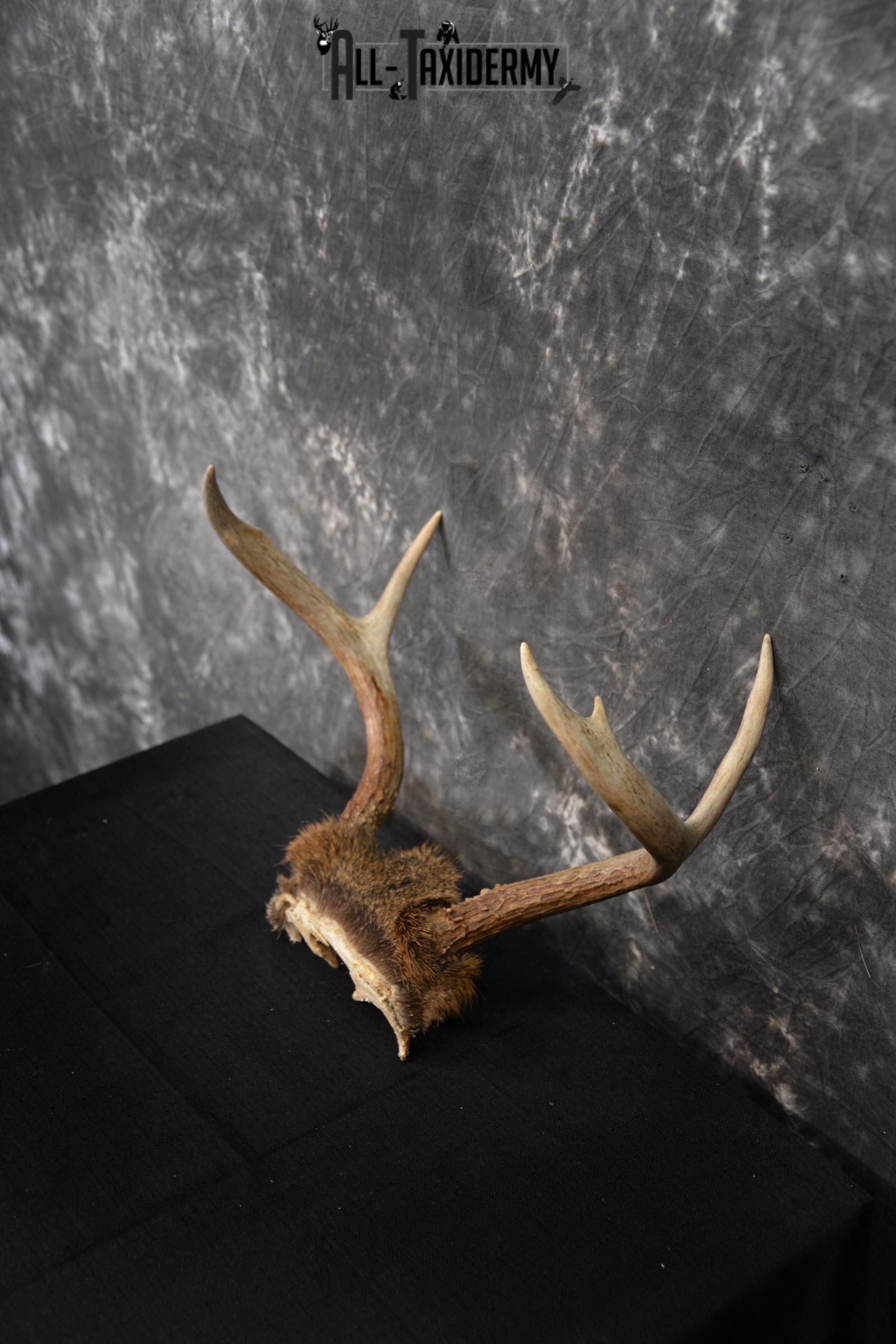 Whitetail Deer Skull Cap, Antler Mount Taxidermy with Hair SKU 1442 - Image 4