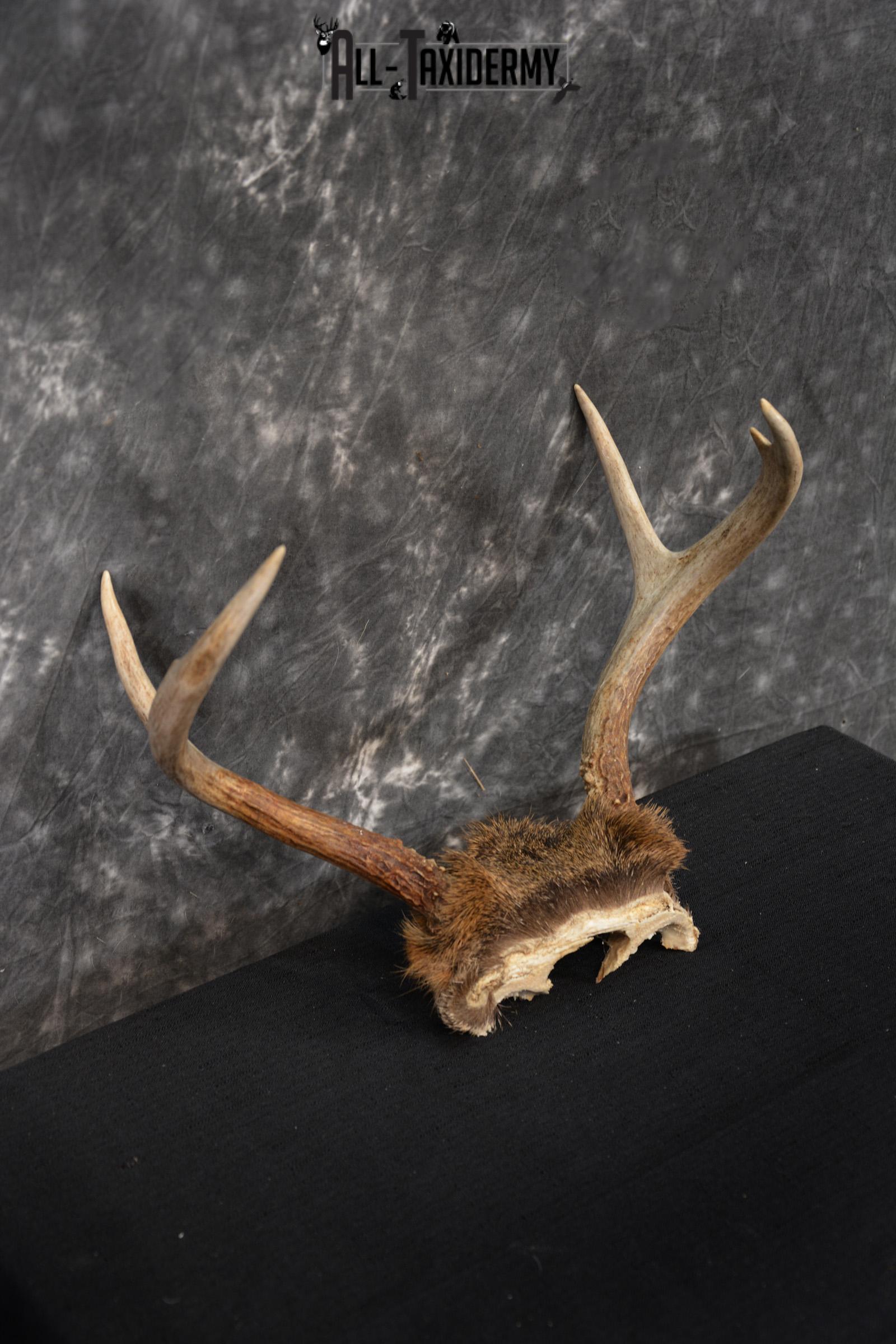 Whitetail Deer Skull Cap, Antler Mount Taxidermy with Hair SKU 1442 - Image 3