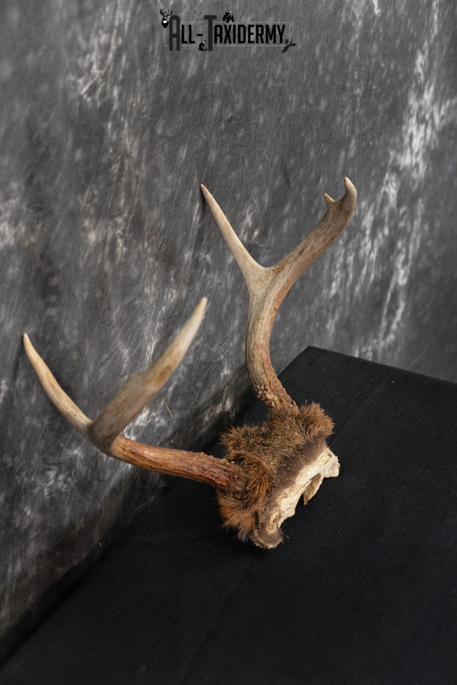 Whitetail Deer Skull Cap, Antler Mount Taxidermy with Hair SKU 1442 - Image 2