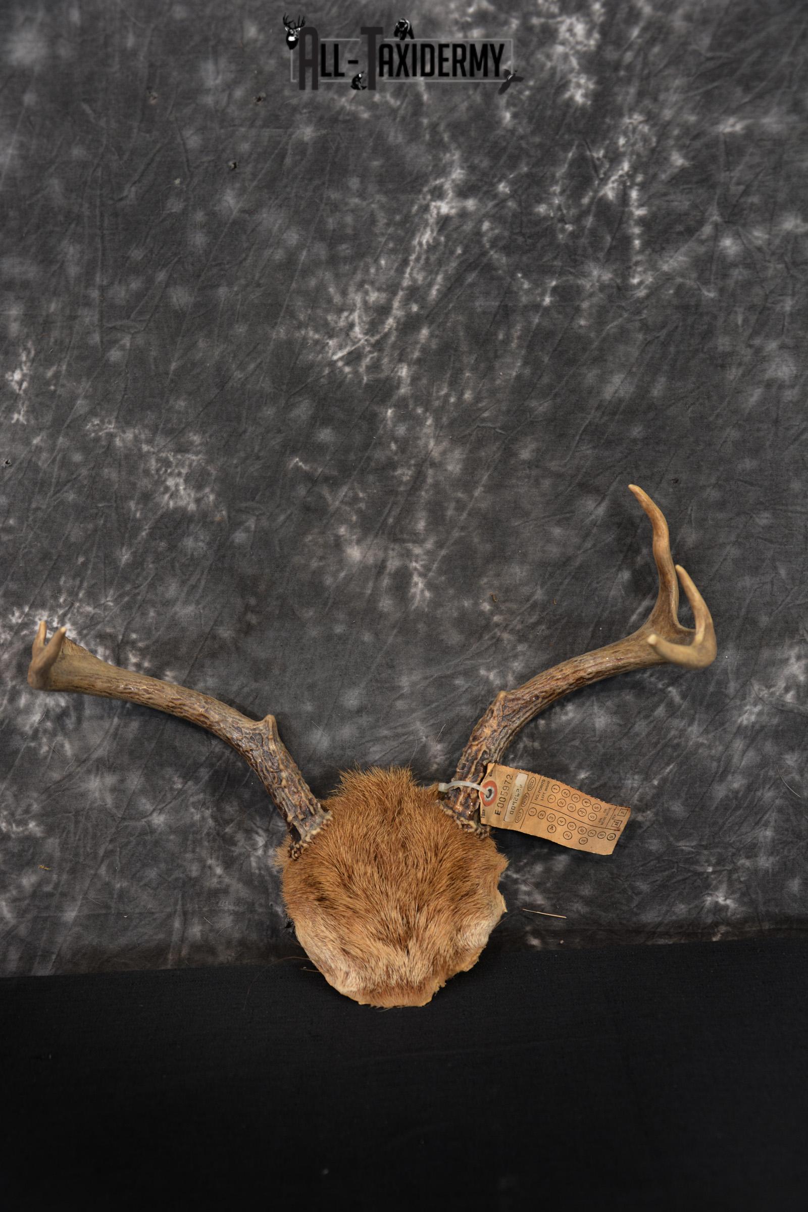 Whitetail Deer Taxidermy Skull Antler with Hair year 1982 SKU 1443
