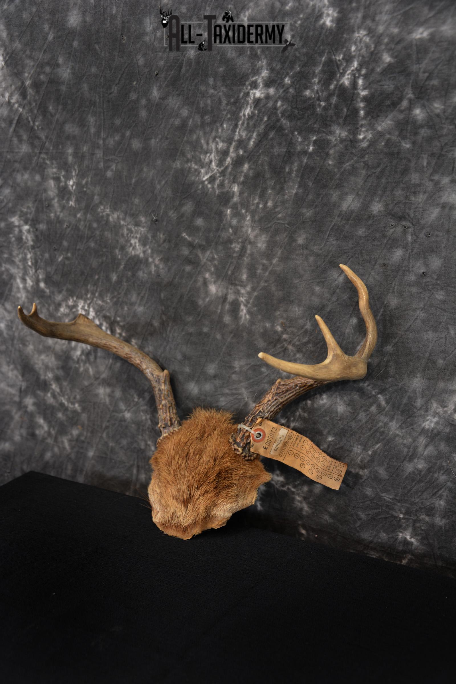 Whitetail Deer Taxidermy Skull Antler with Hair year 1982 SKU 1443 - Image 3