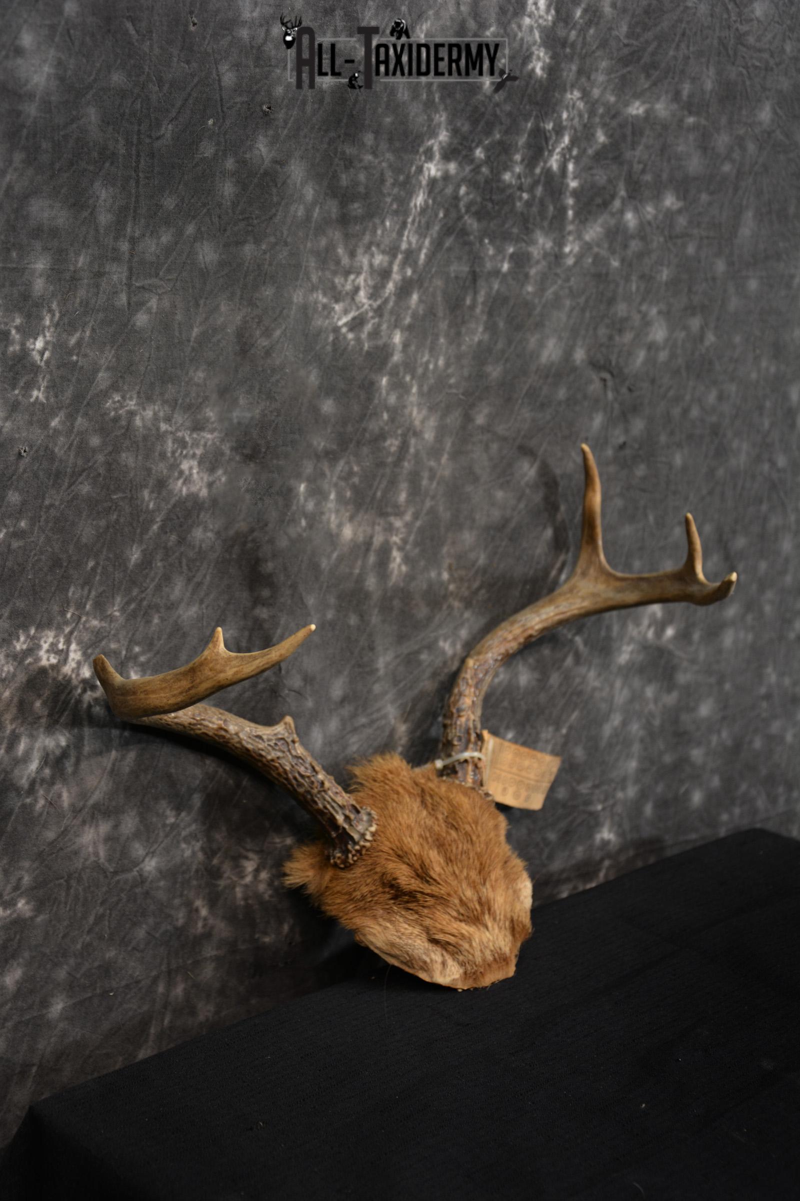 Whitetail Deer Taxidermy Skull Antler with Hair year 1982 SKU 1443 - Image 2