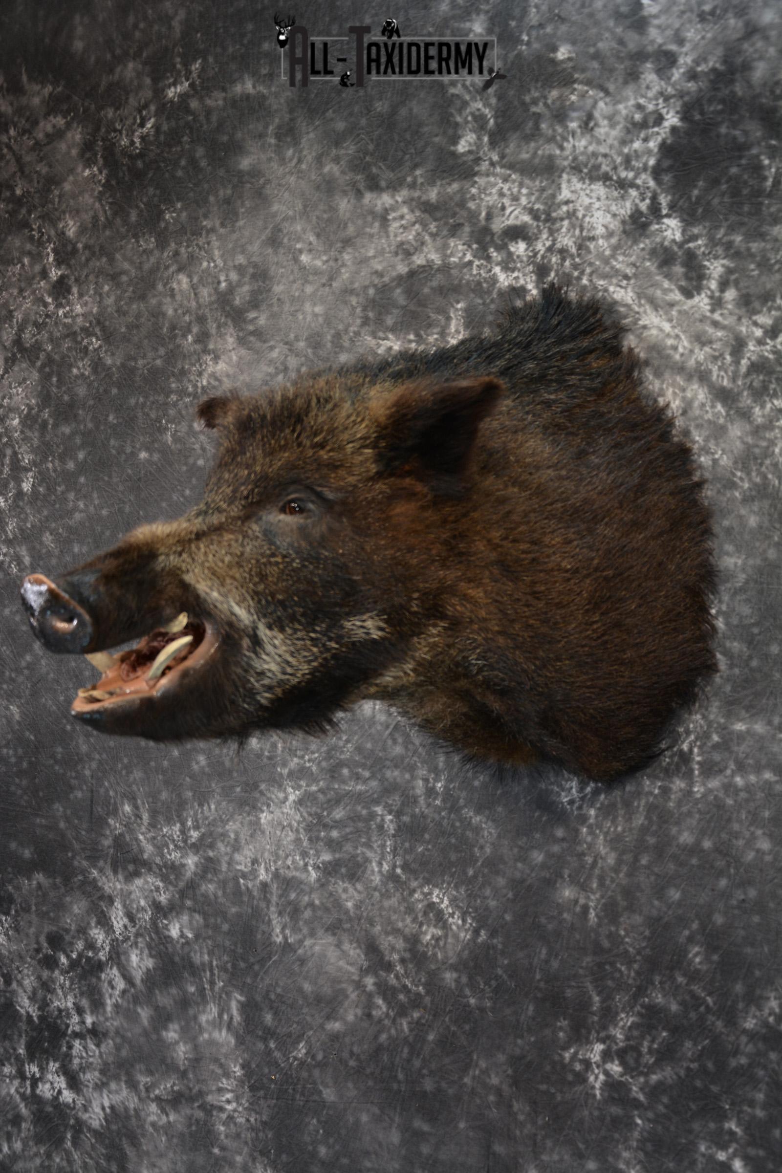 Russian Boar Taxidermy Shoulder Mount Offset SKU 1439 - Image 7