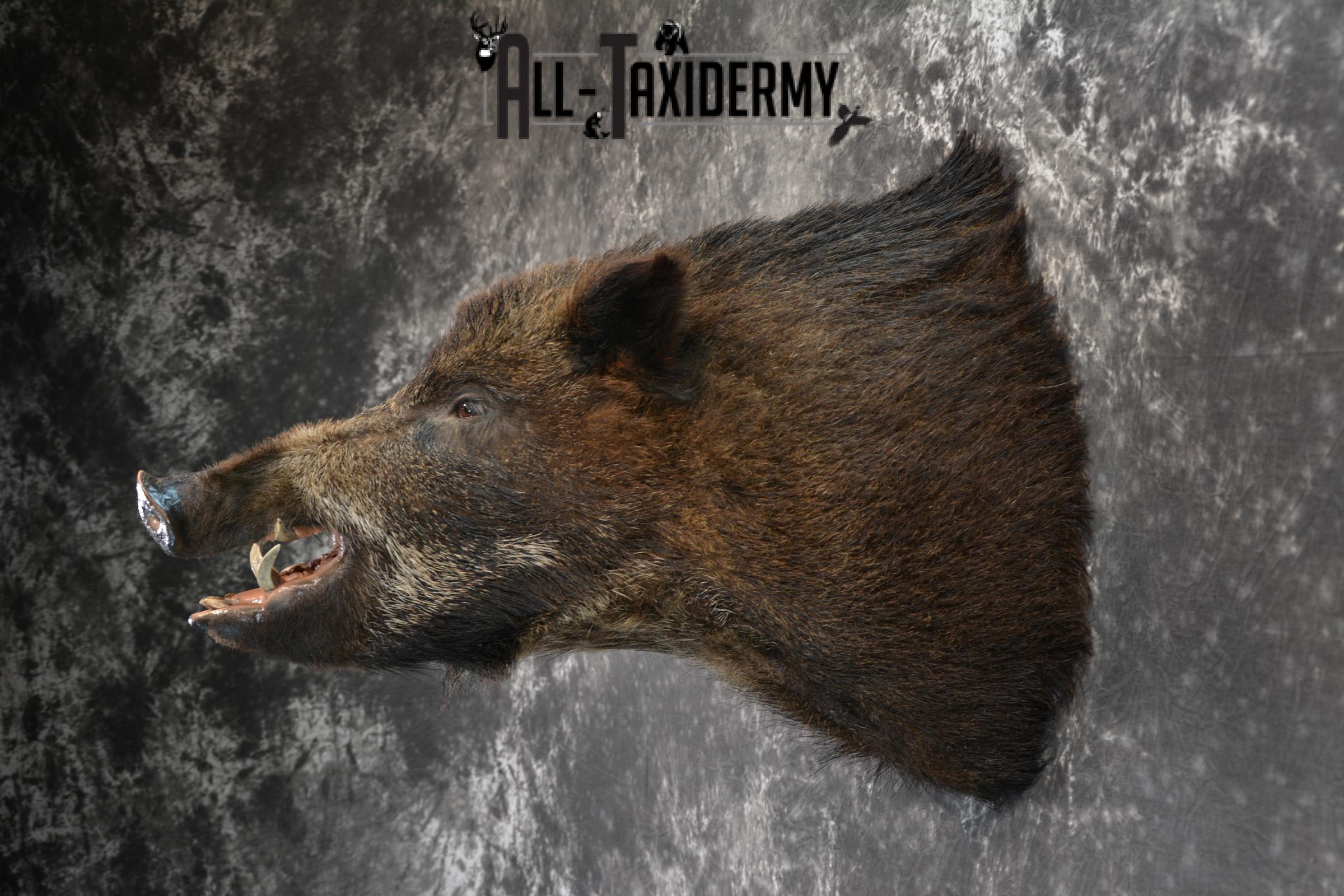 Russian Boar Taxidermy Shoulder Mount Offset SKU 1439 - Image 6