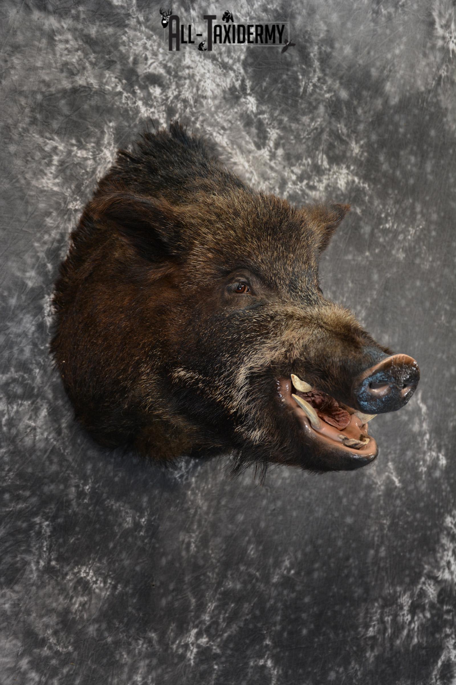 Russian Boar Taxidermy Shoulder Mount Offset SKU 1439 - Image 5