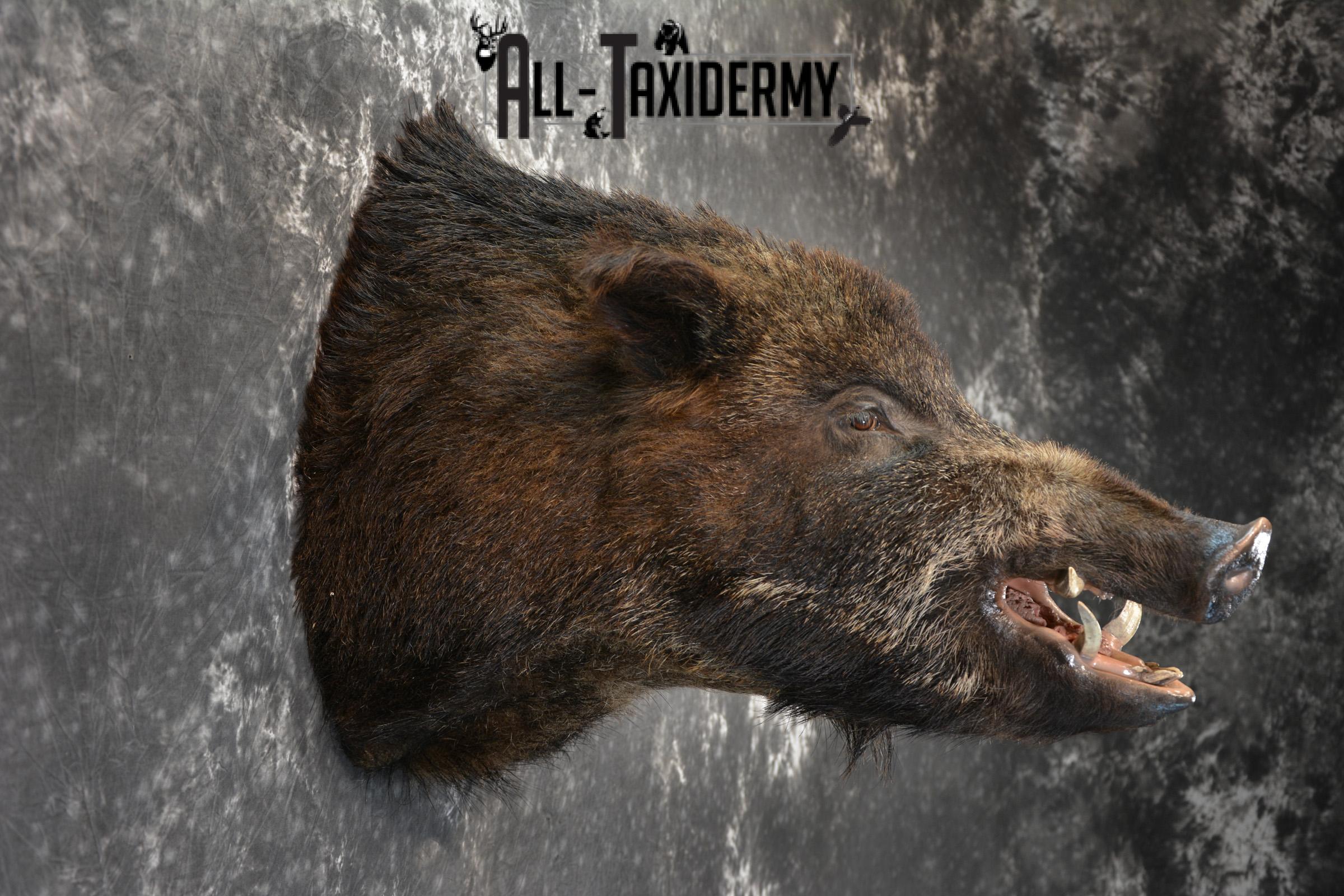 Russian Boar Taxidermy Shoulder Mount Offset SKU 1439 - Image 4