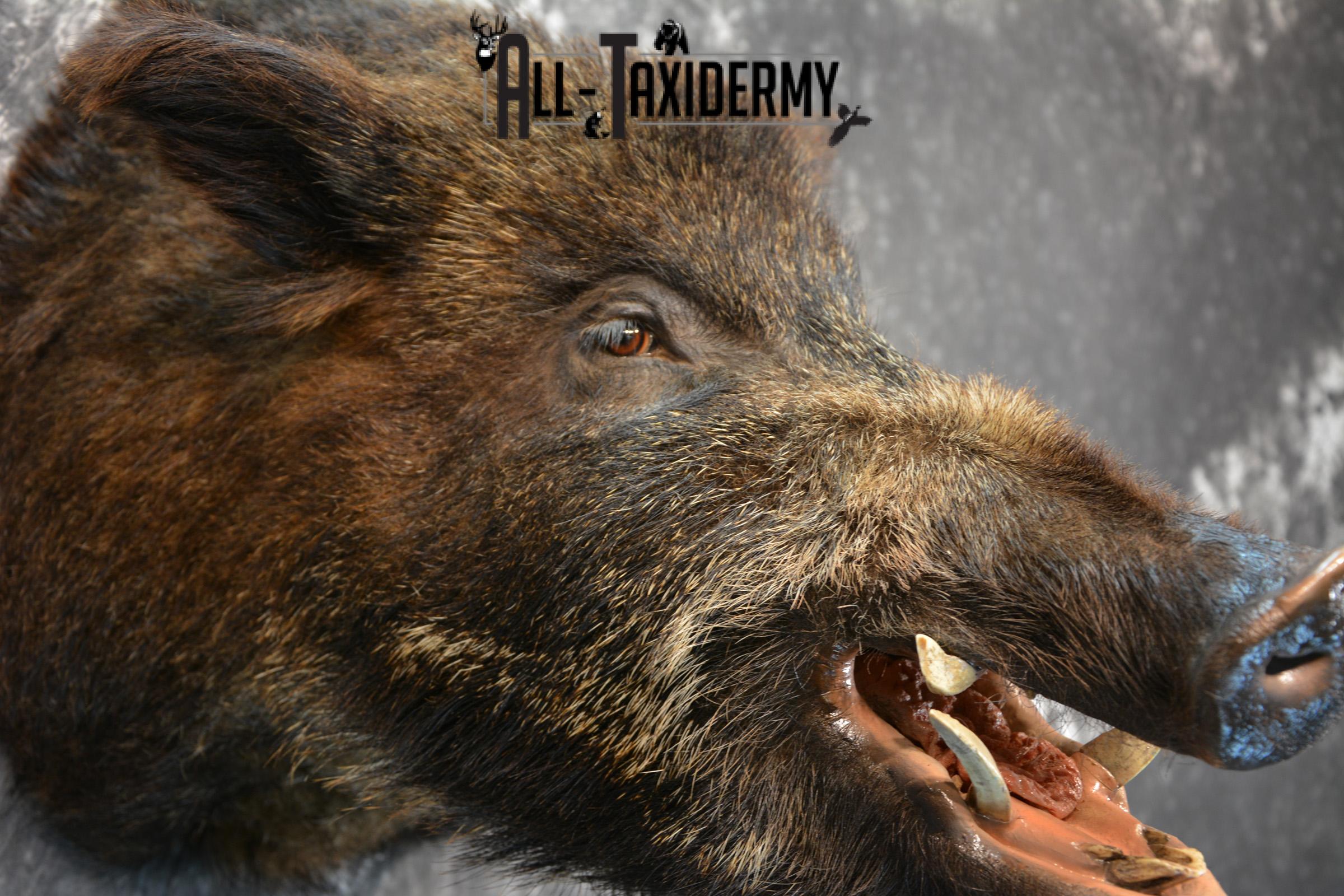 Russian Boar Taxidermy Shoulder Mount Offset SKU 1439 - Image 3