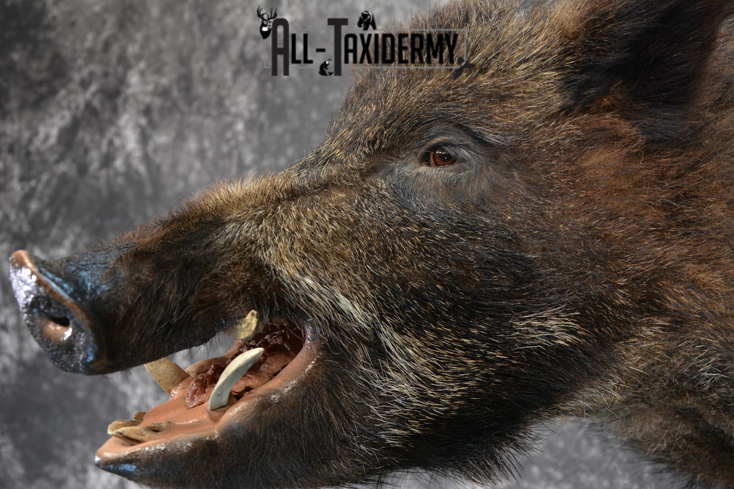 Russian Boar Taxidermy Shoulder Mount Offset SKU 1439 - Image 2