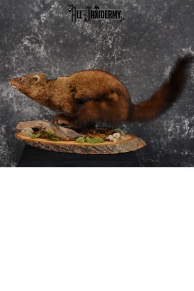 Life Size Fisher Taxidermy Mount XL SKU 1440