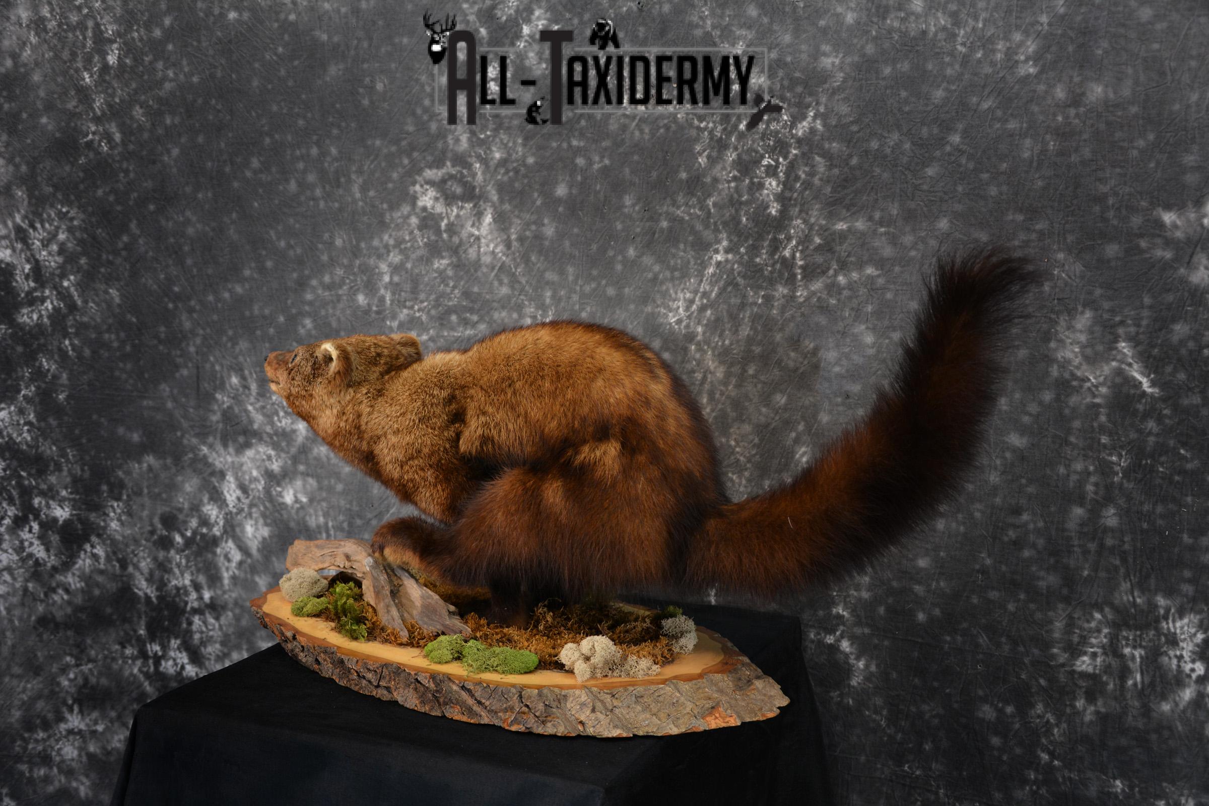 Life Size Fisher Taxidermy Mount XL SKU 1440 - Image 6