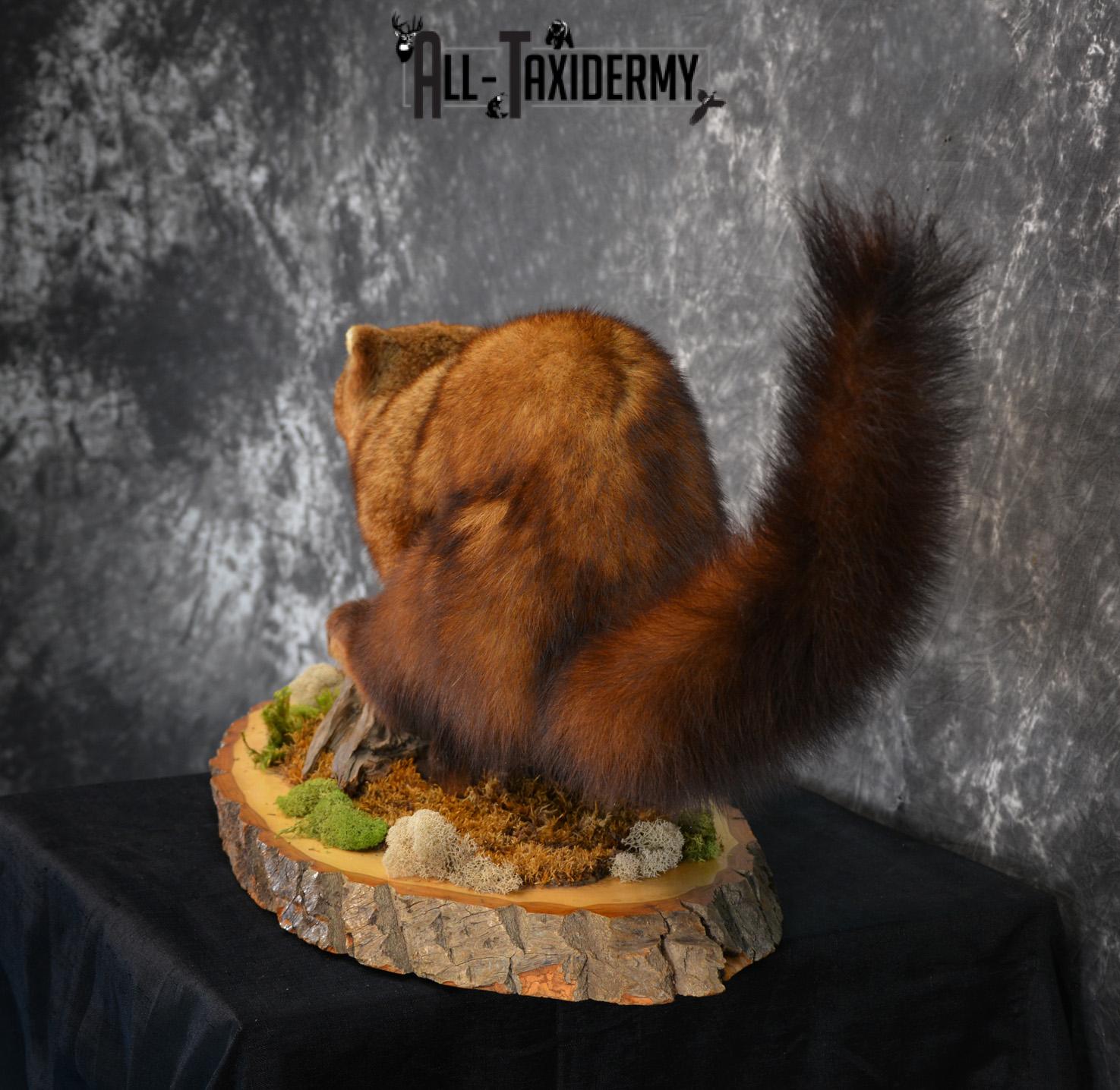 Life Size Fisher Taxidermy Mount XL SKU 1440 - Image 5